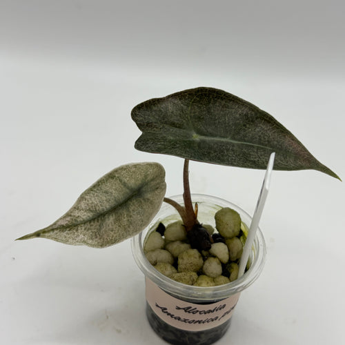 Alocasia Amazonica pink #3