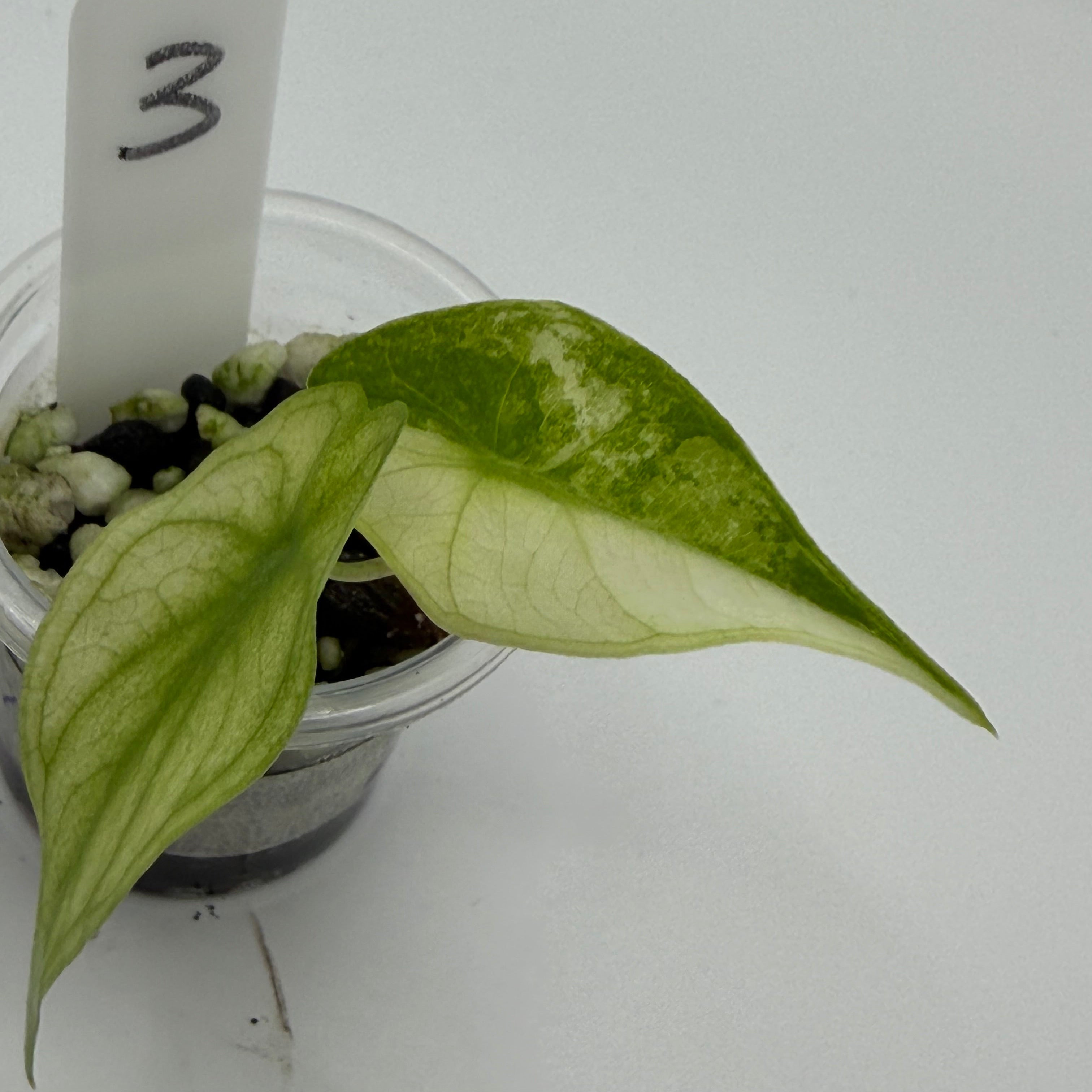 Alocasia Pink dragon albo #3