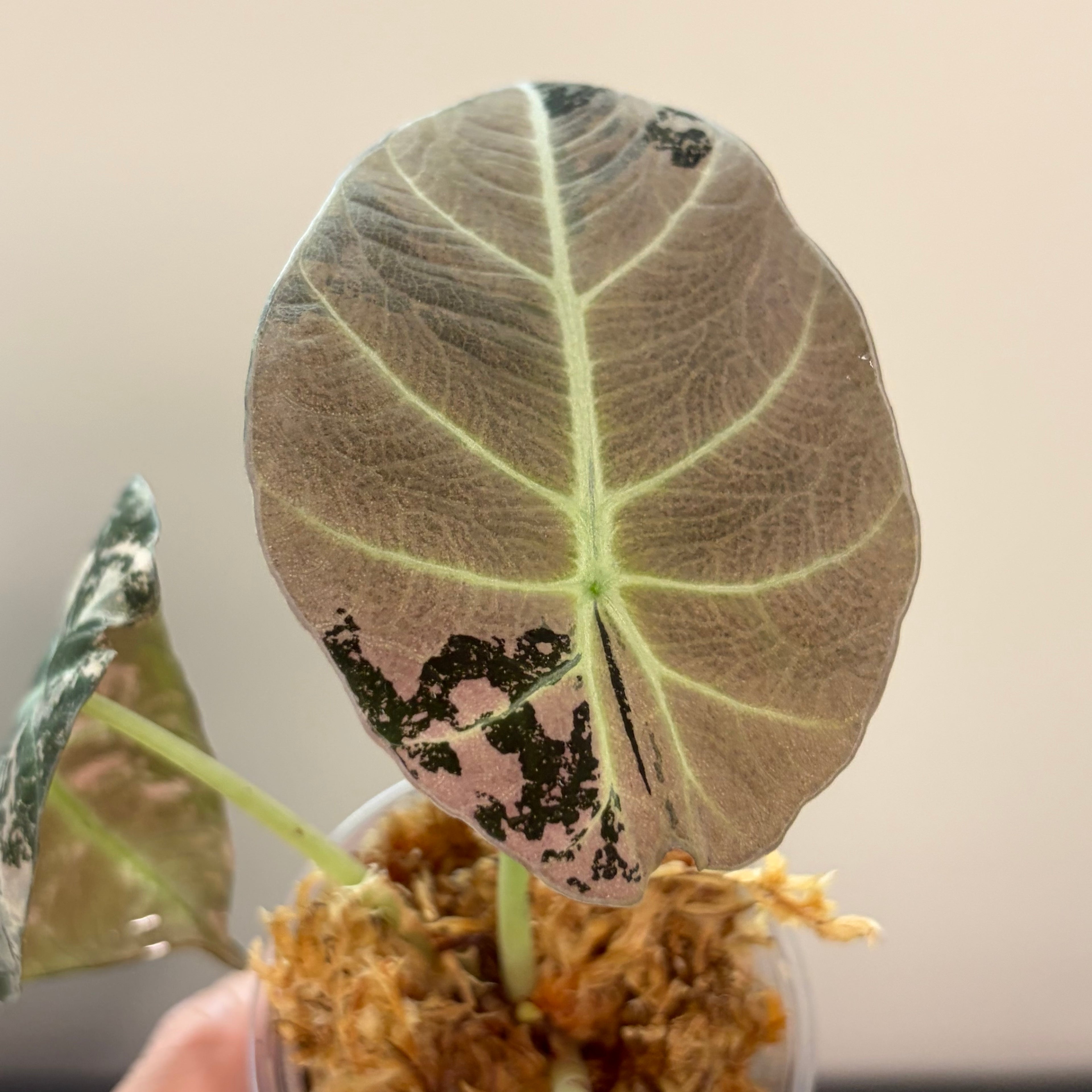 Alocasia Black velvet pink