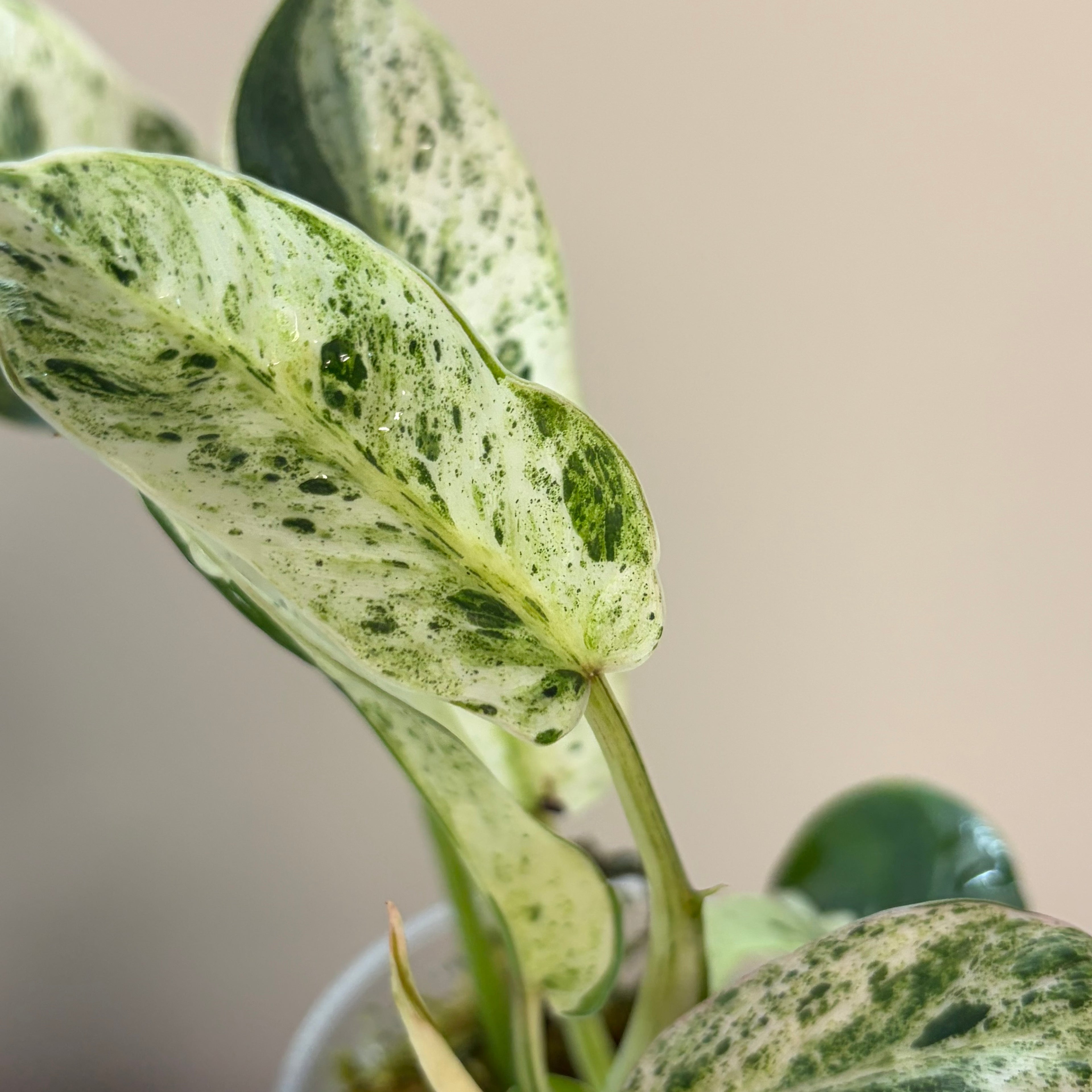 Philodendron Emerald Ice (LF)