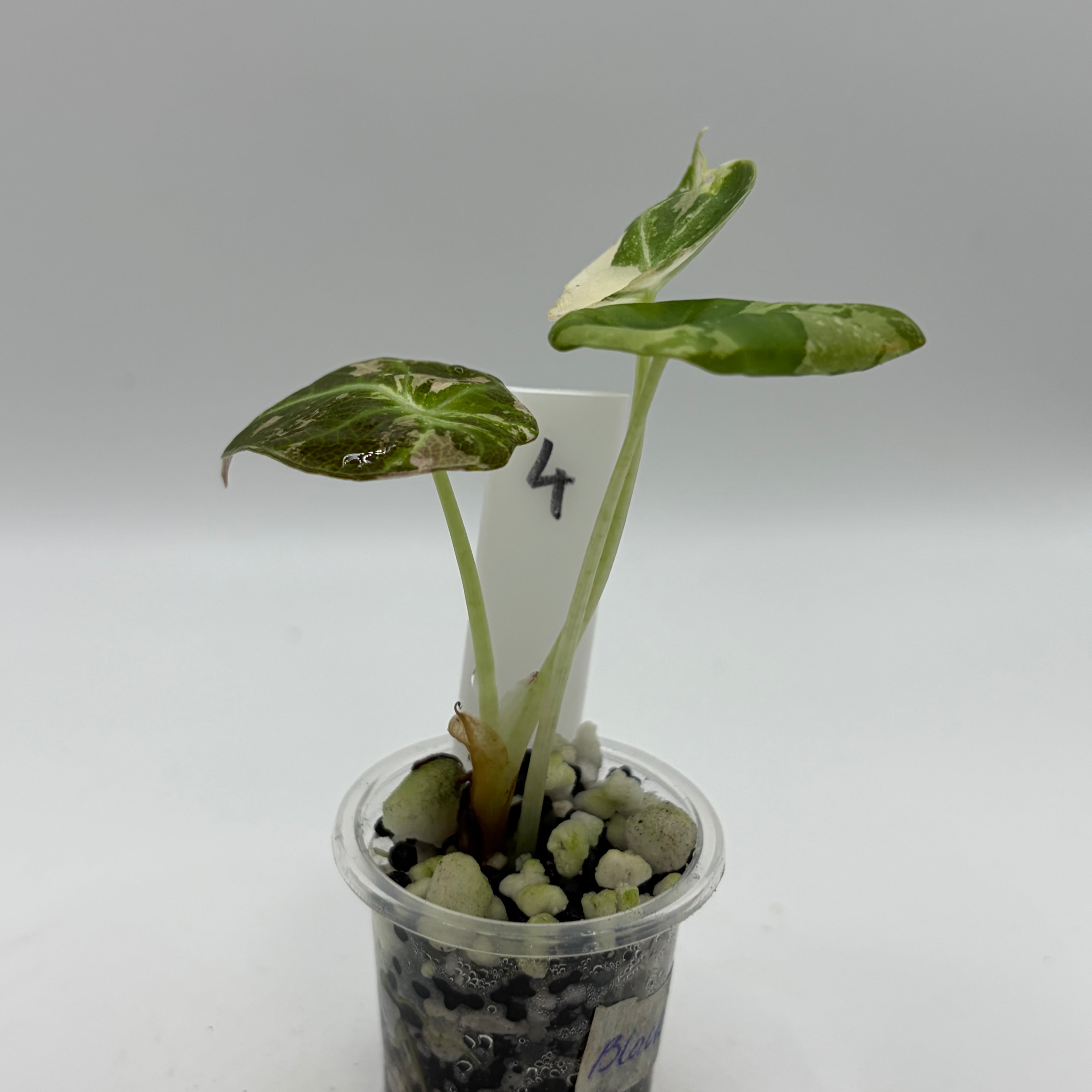 Alocasia Black velvet pink