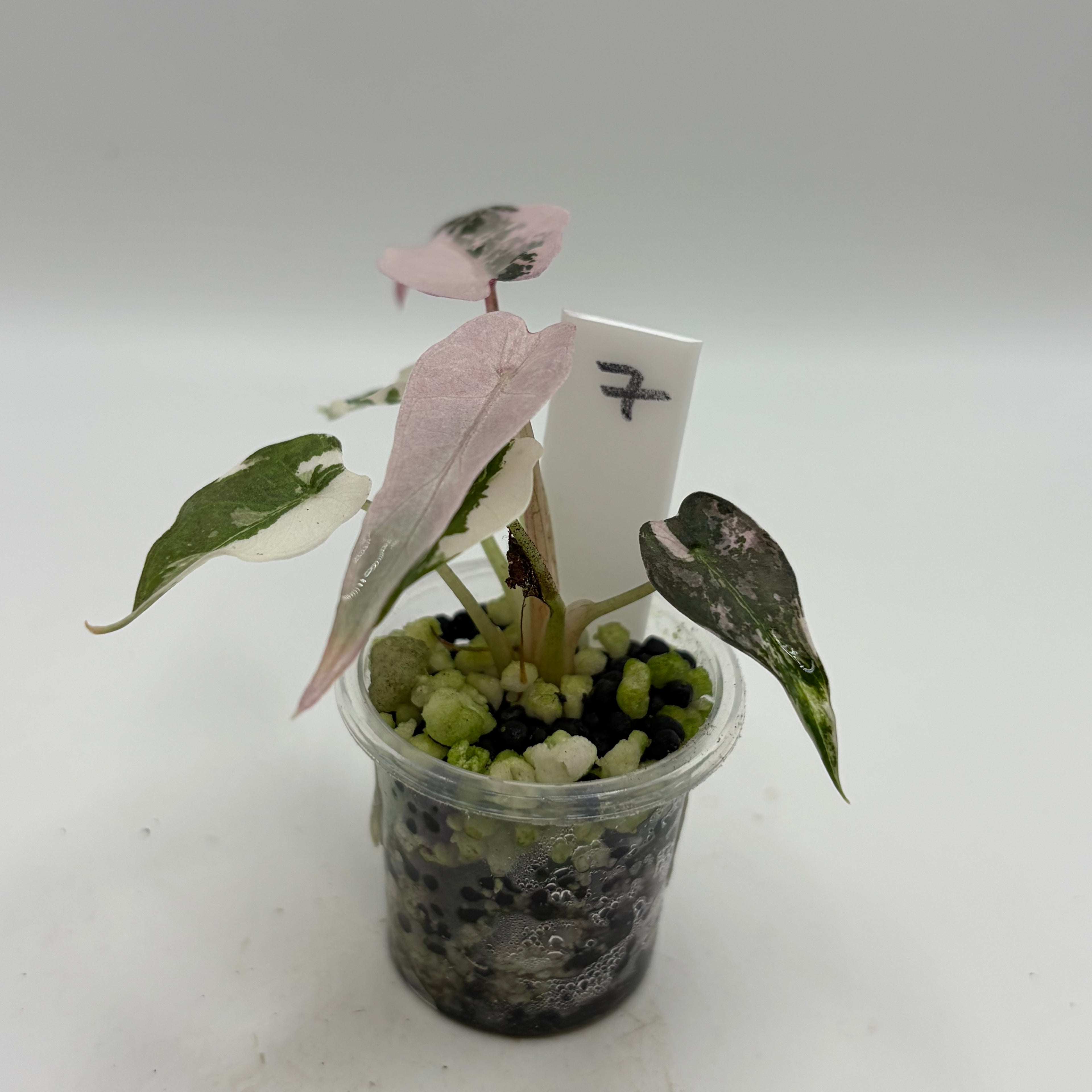 Alocasia Bambino pink