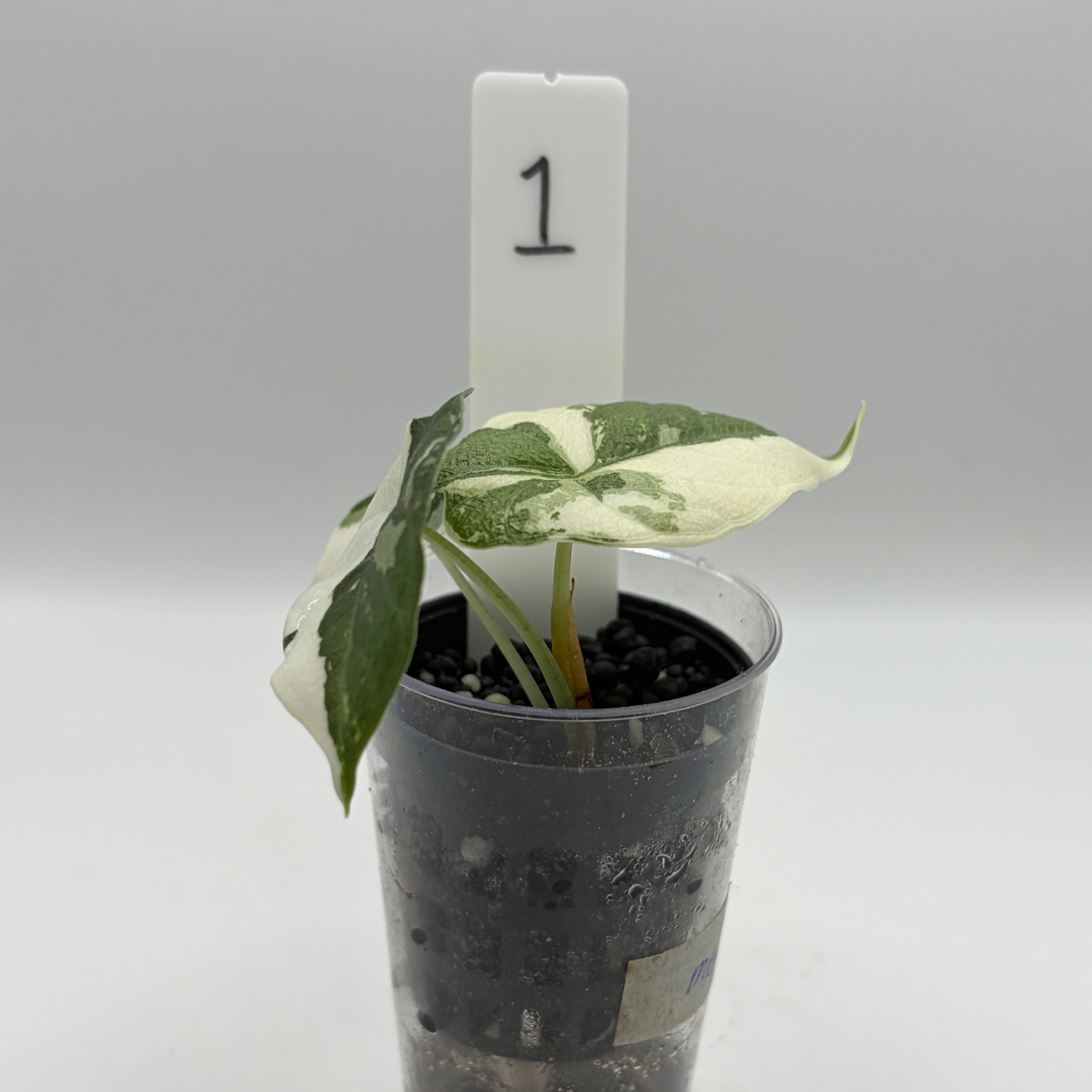 Alocasia Melo albo #1