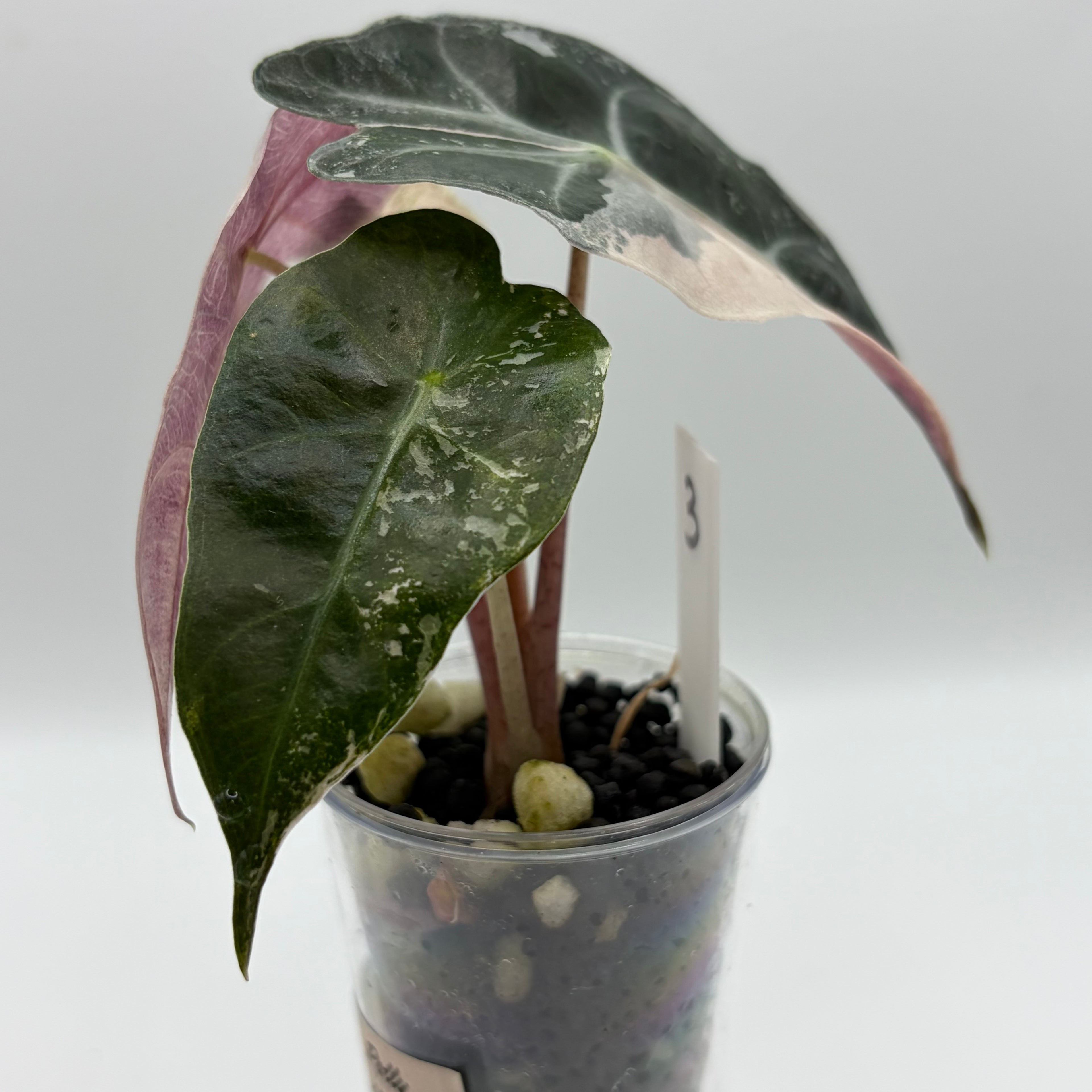 Alocasia Polly pink snowflake