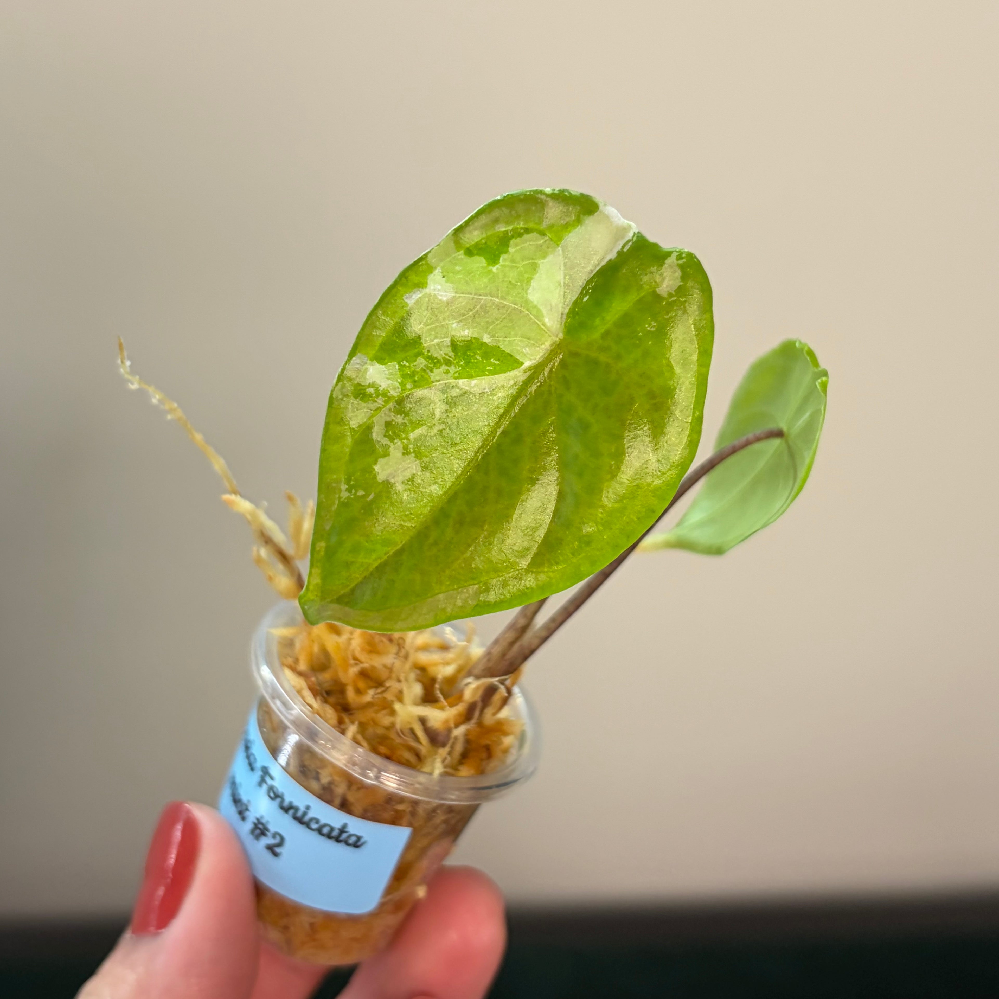 Alocasia Fornicata mint