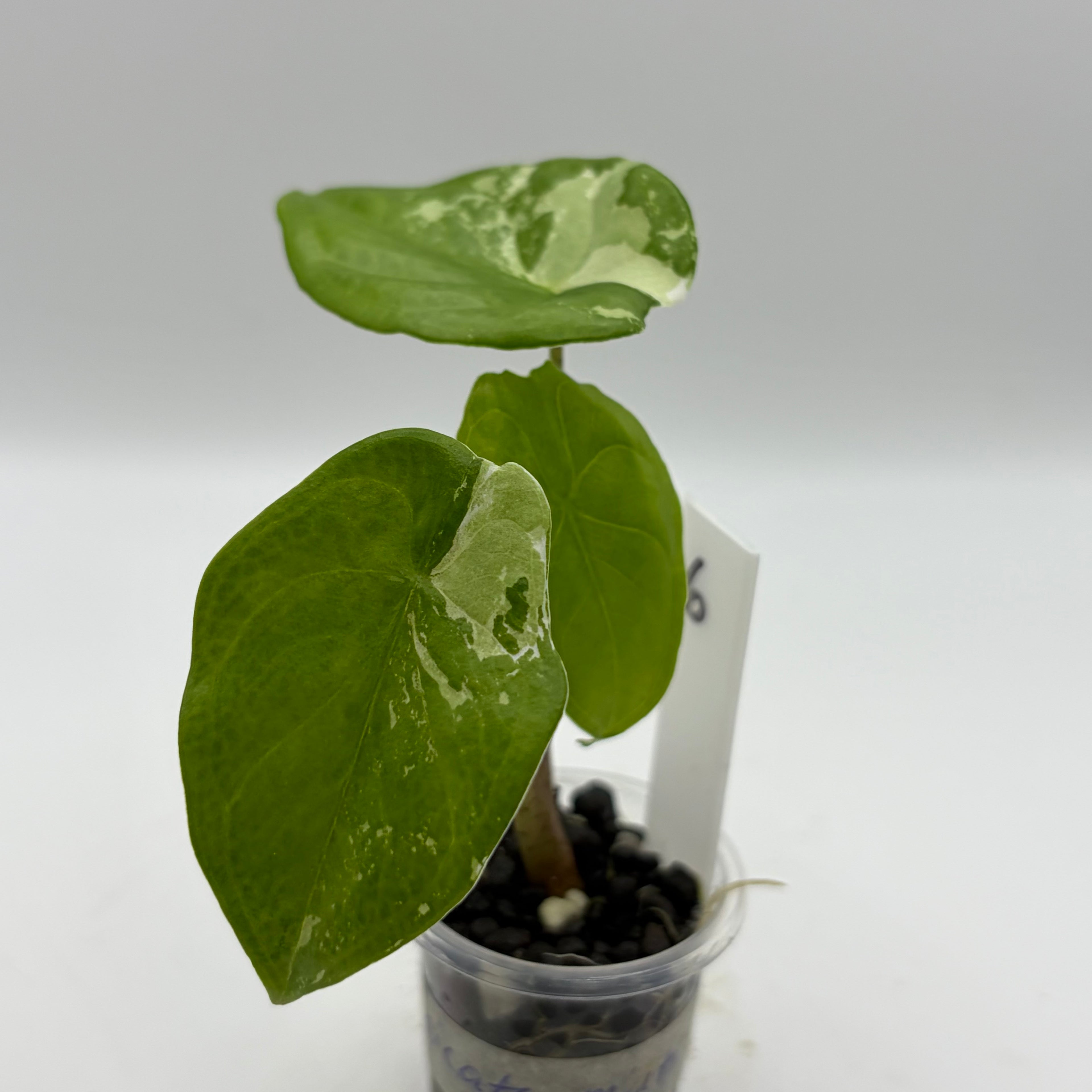 Alocasia Fornicata mint
