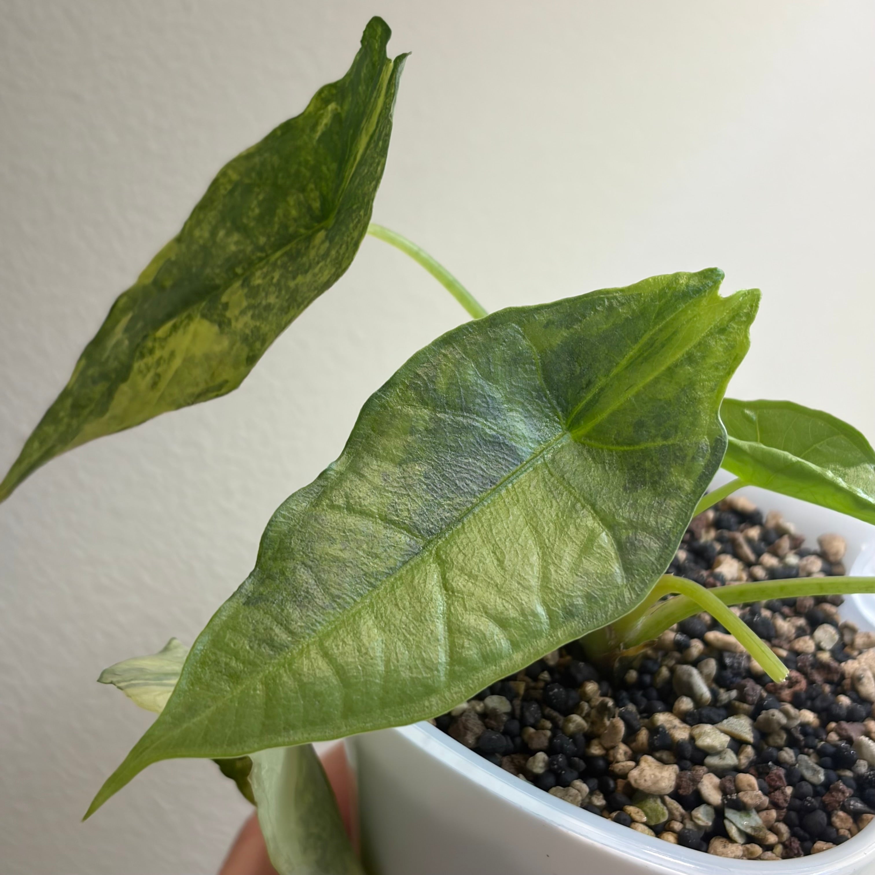 Alocasia Dragons Breath aurea (corm)