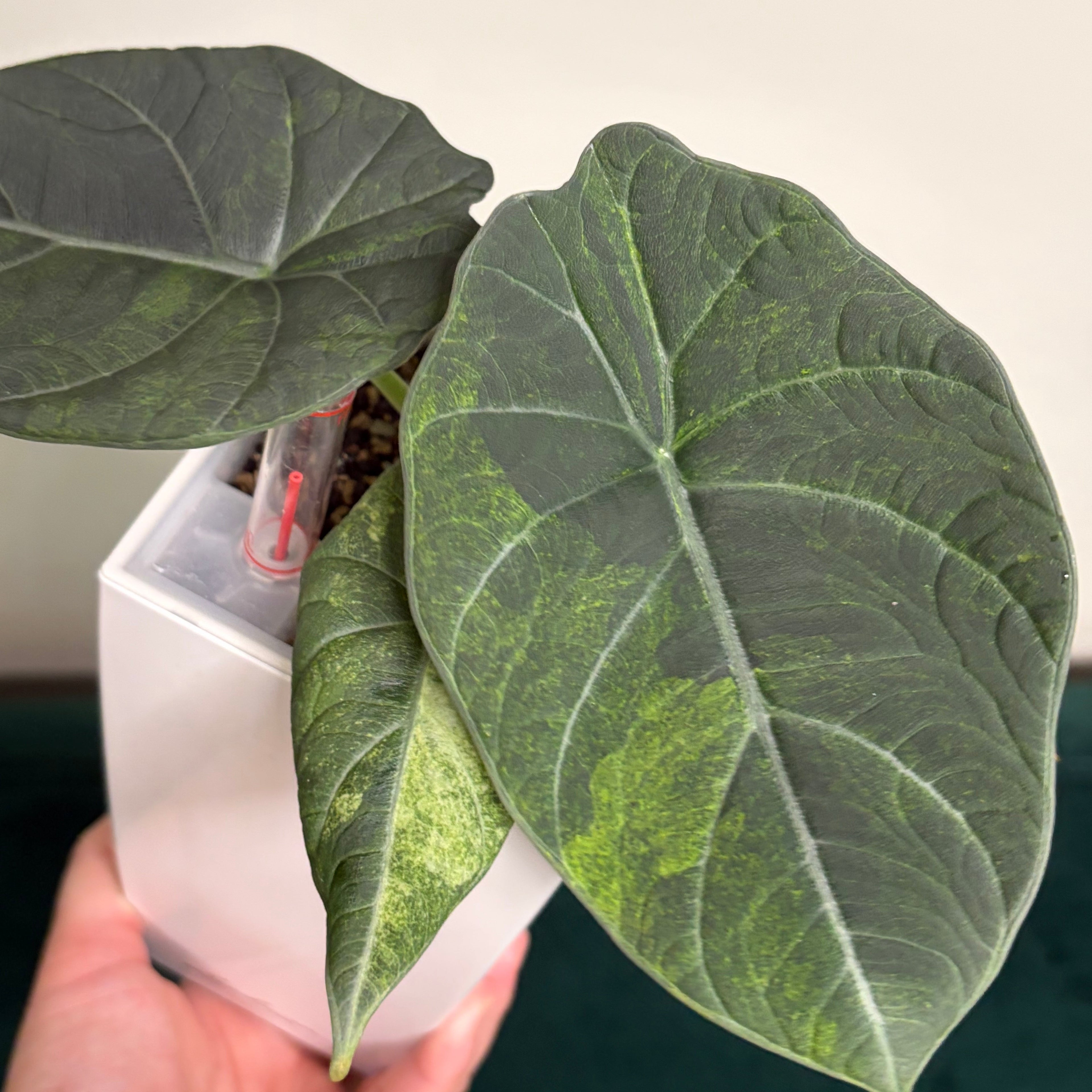 Alocasia Maharani gold (corm)