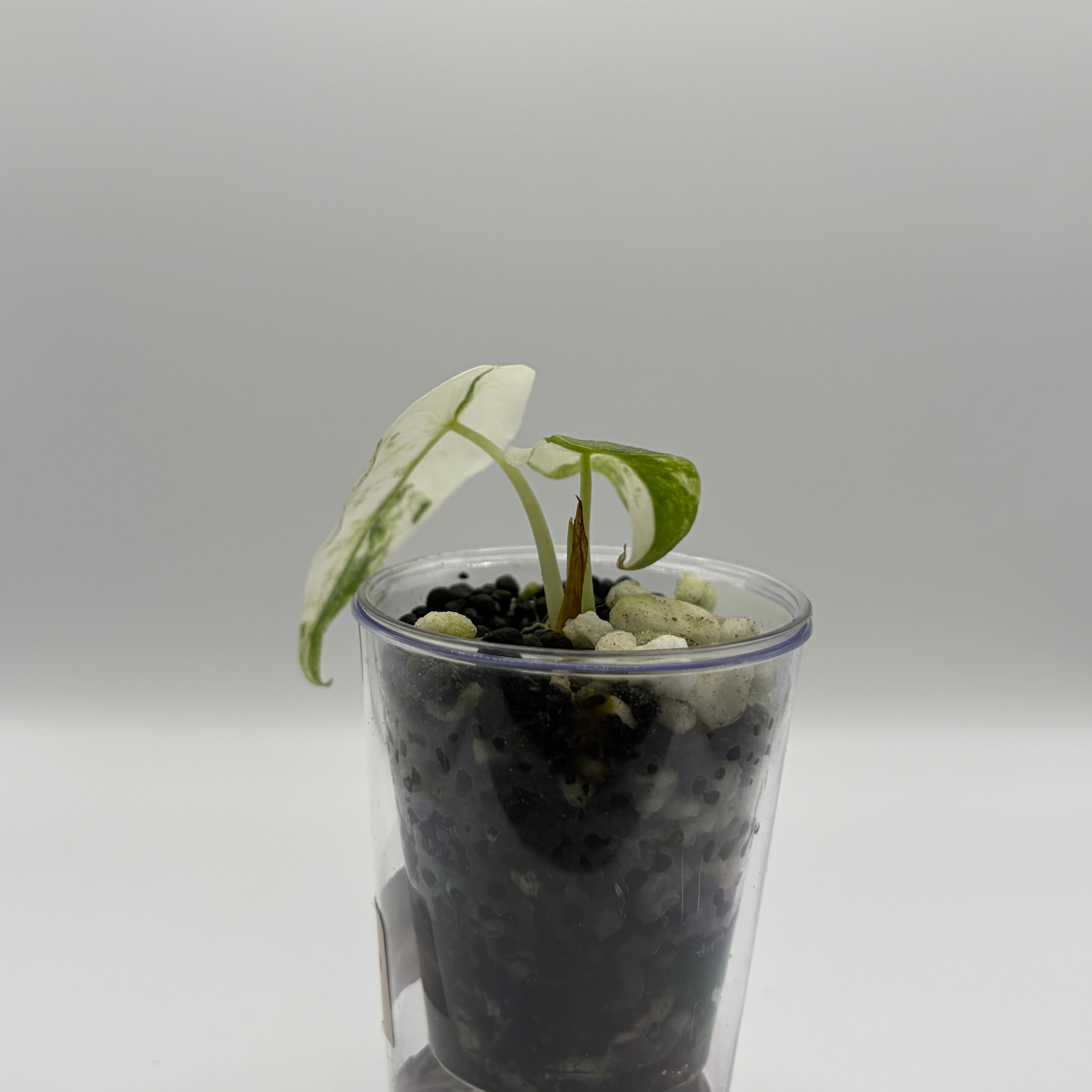 Alocasia Watsoniana variegata