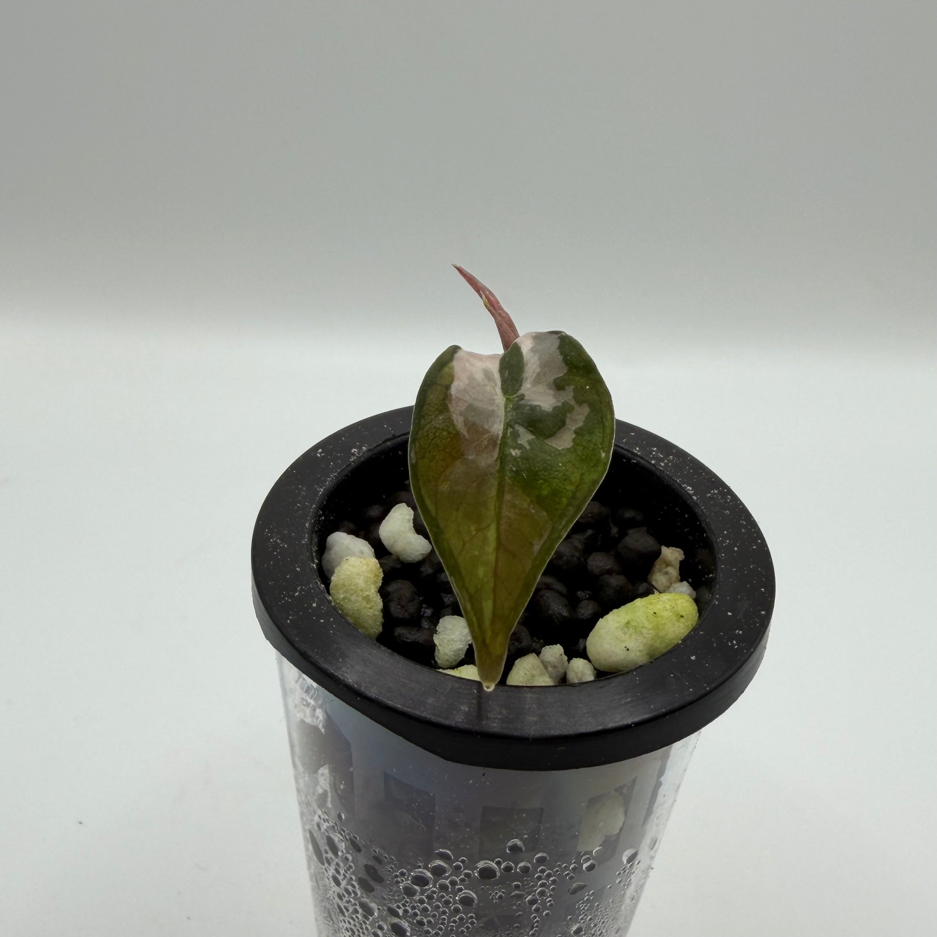 Alocasia Nobilis pink