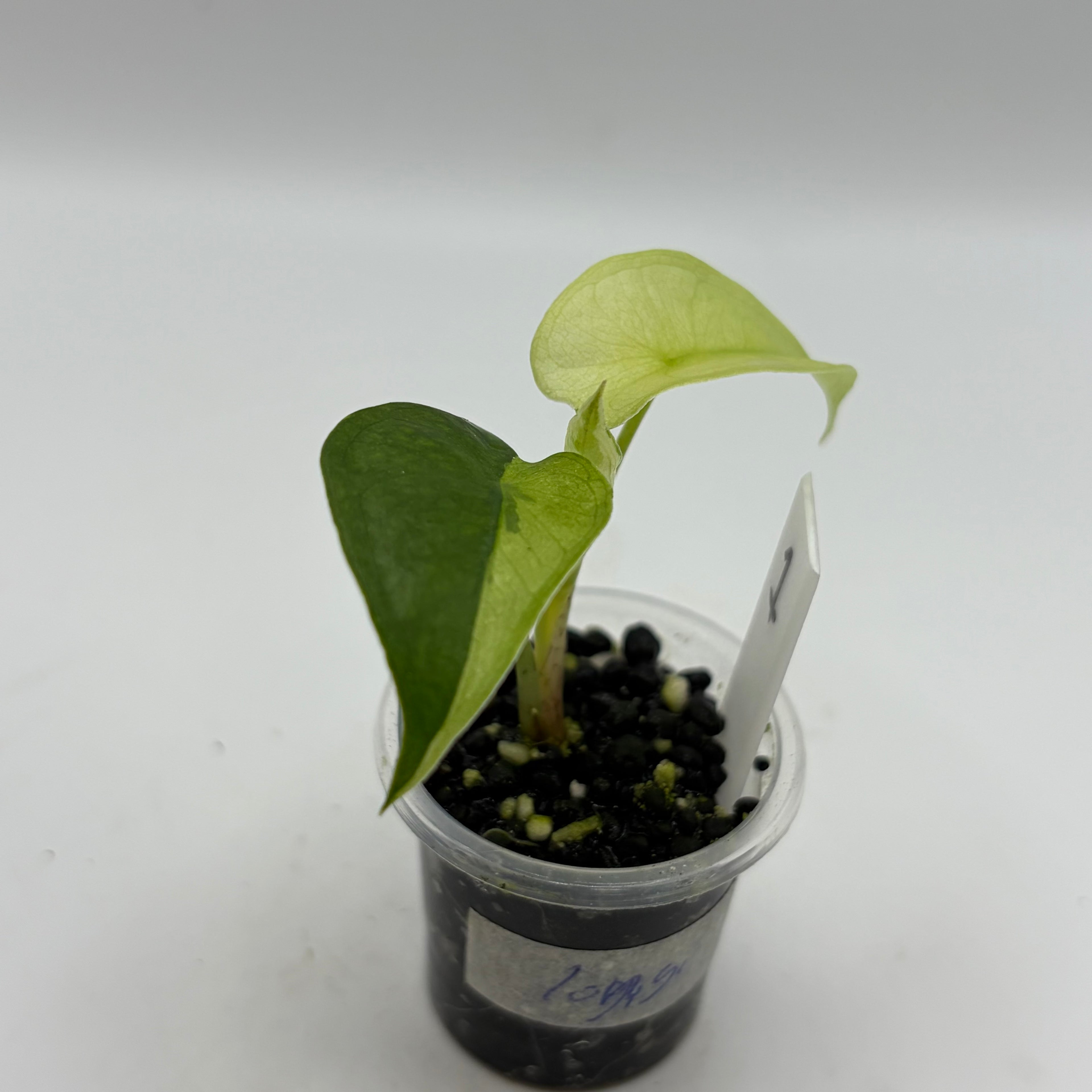 Alocasia Longiloba lava #1