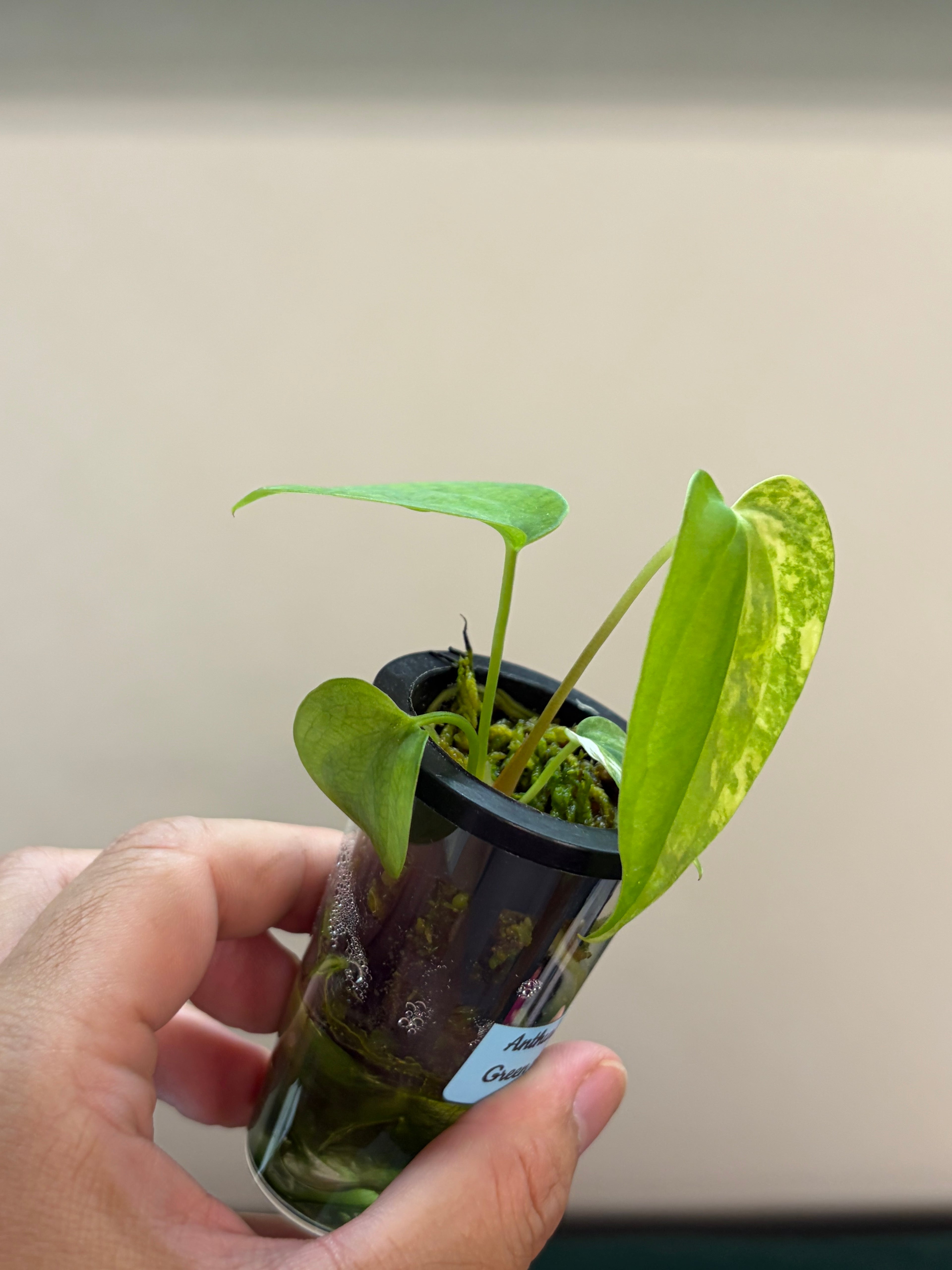 Anthurium Papillilaminum x Green mamba variegata #2
