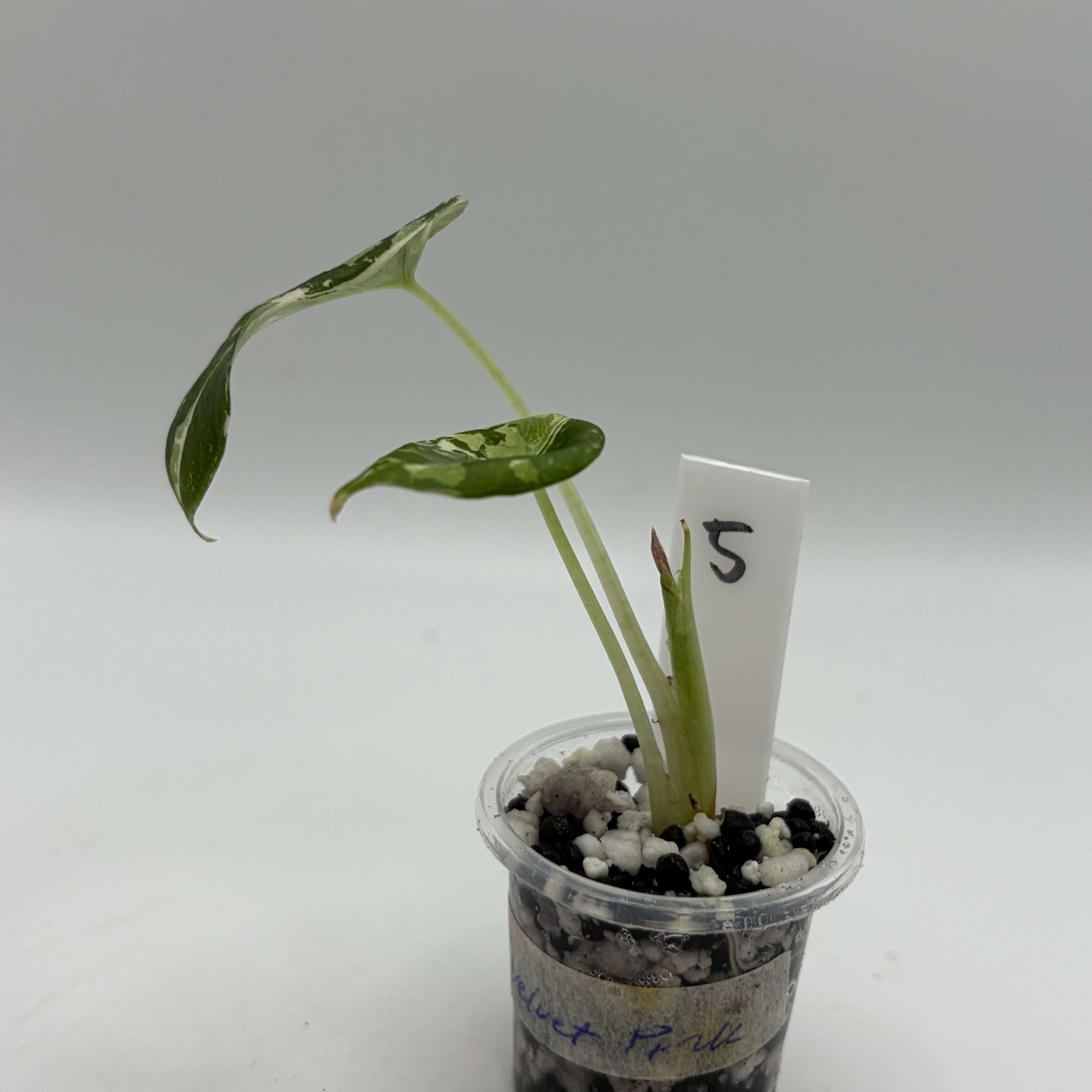 Alocasia Black velvet pink