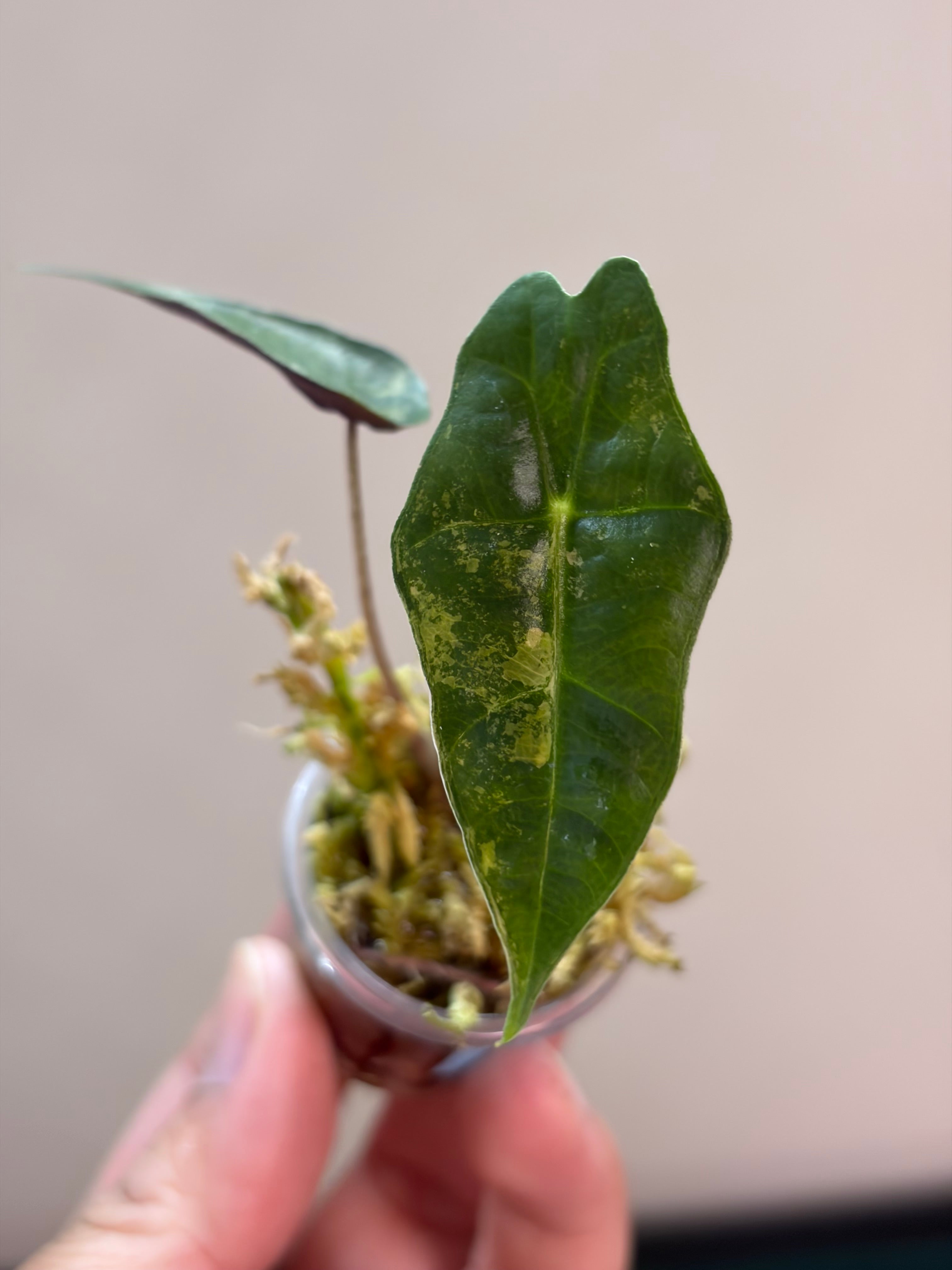 Alocasia Sanderiana bull aurea #1