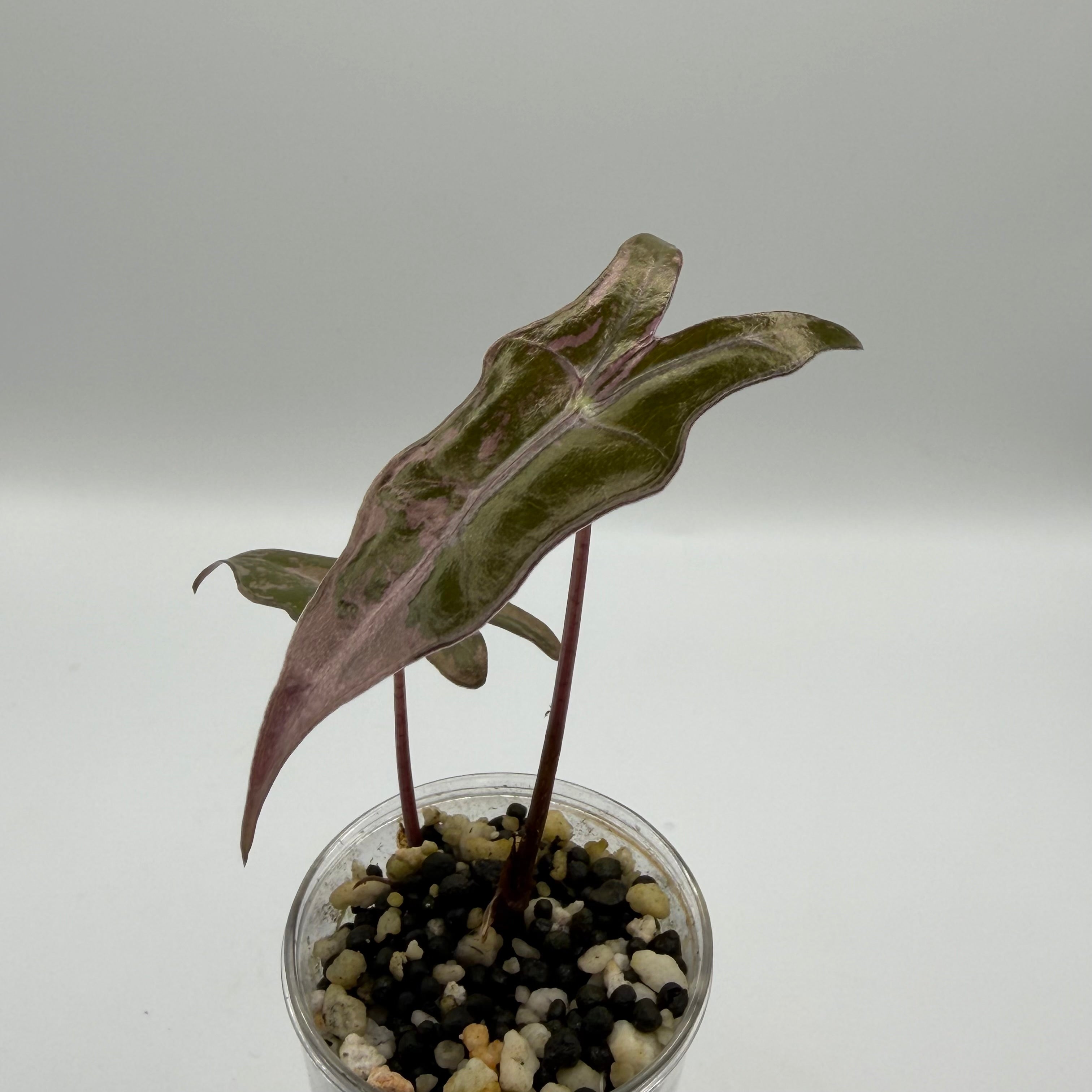 Alocasia Nobilis pink