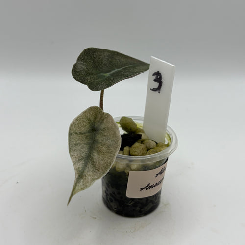 Alocasia Amazonica pink #3