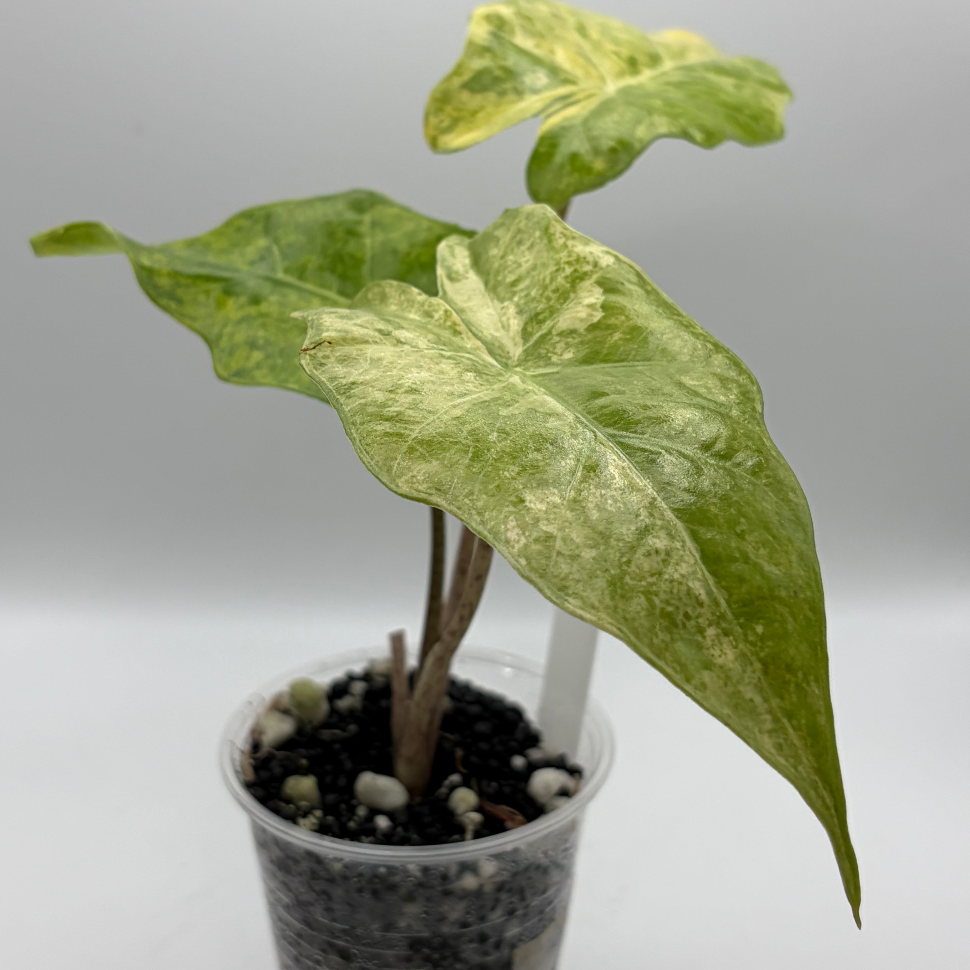 Alocasia Portora aurea #4