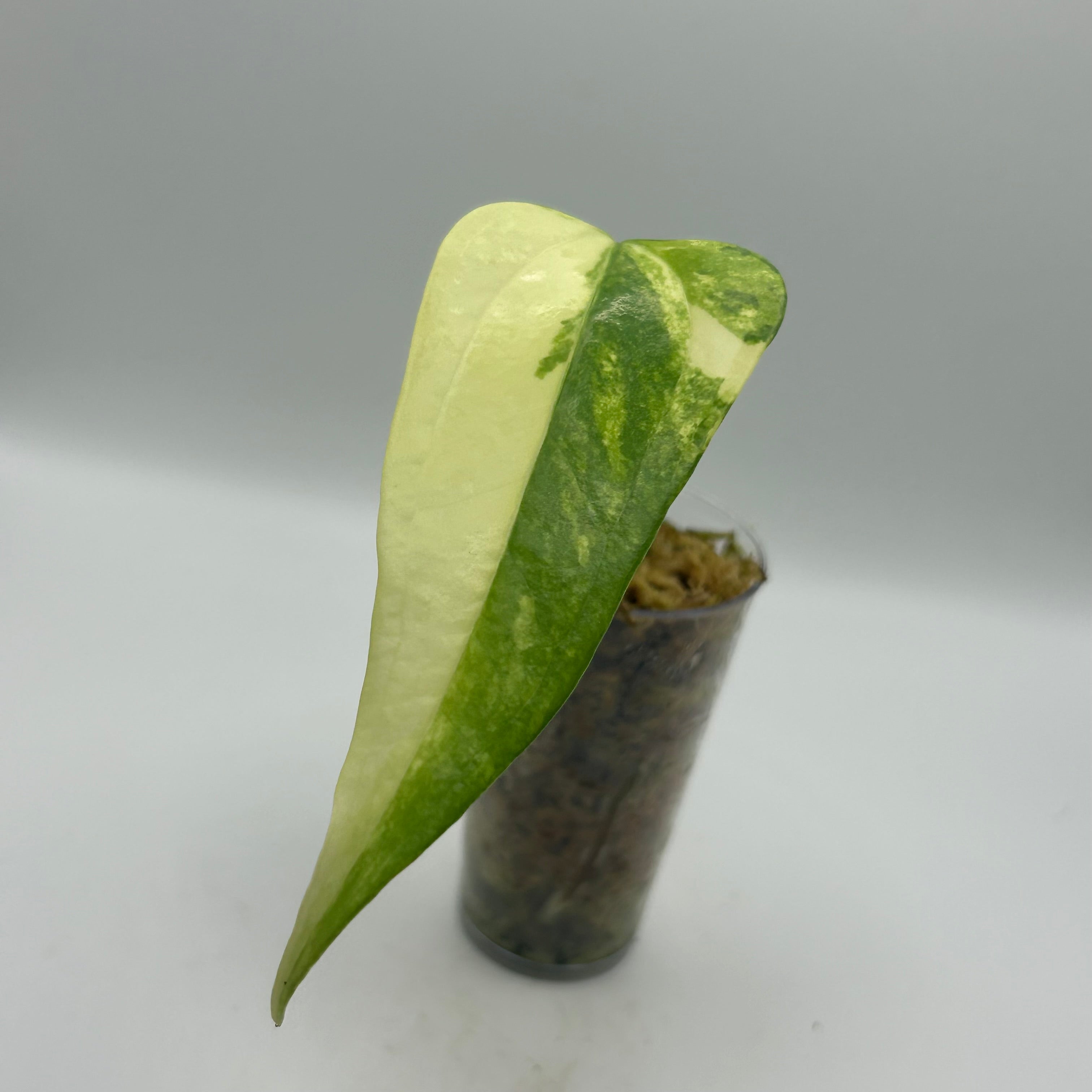 Anthurium Clavigerum variegata