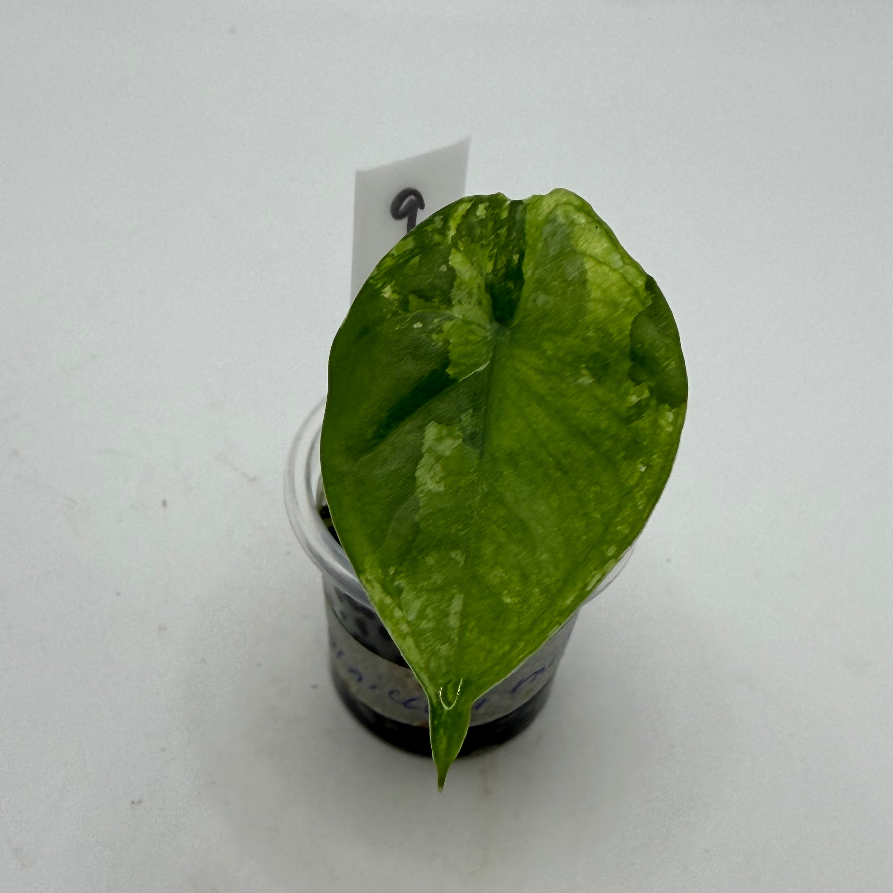 Alocasia Fornicata mint