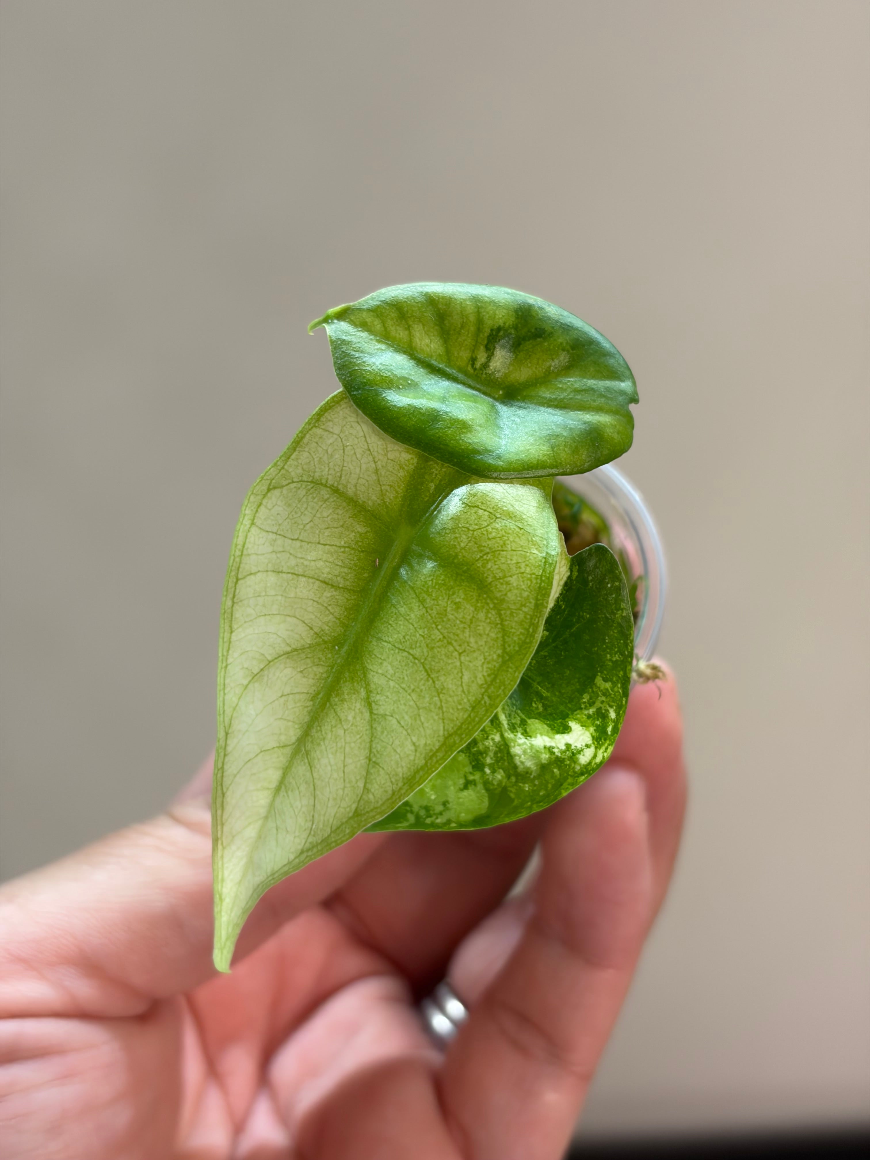 Alocasia Pink dragon albo #1