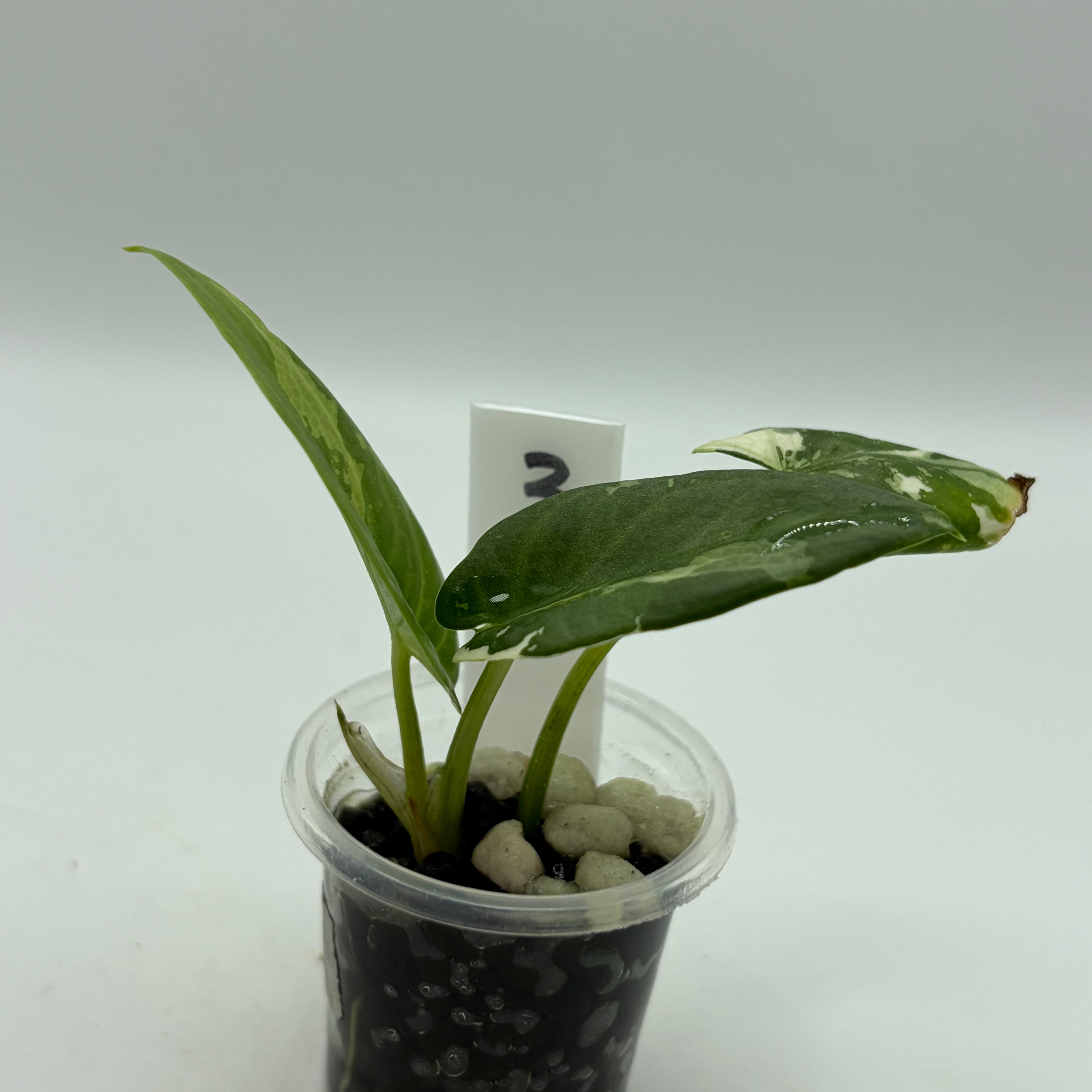 Alocasia Reginae albo/pink #3