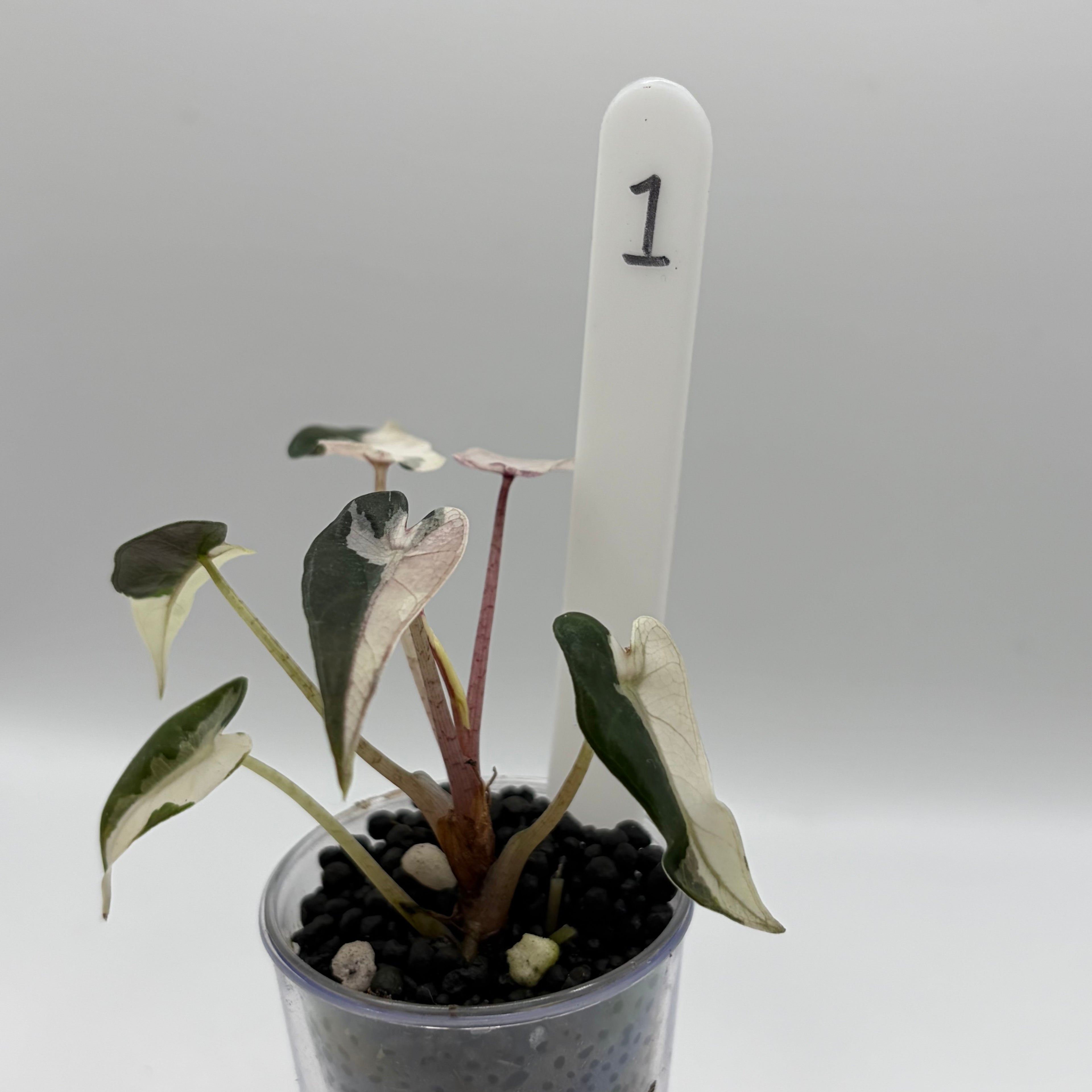 Alocasia Bambino pink