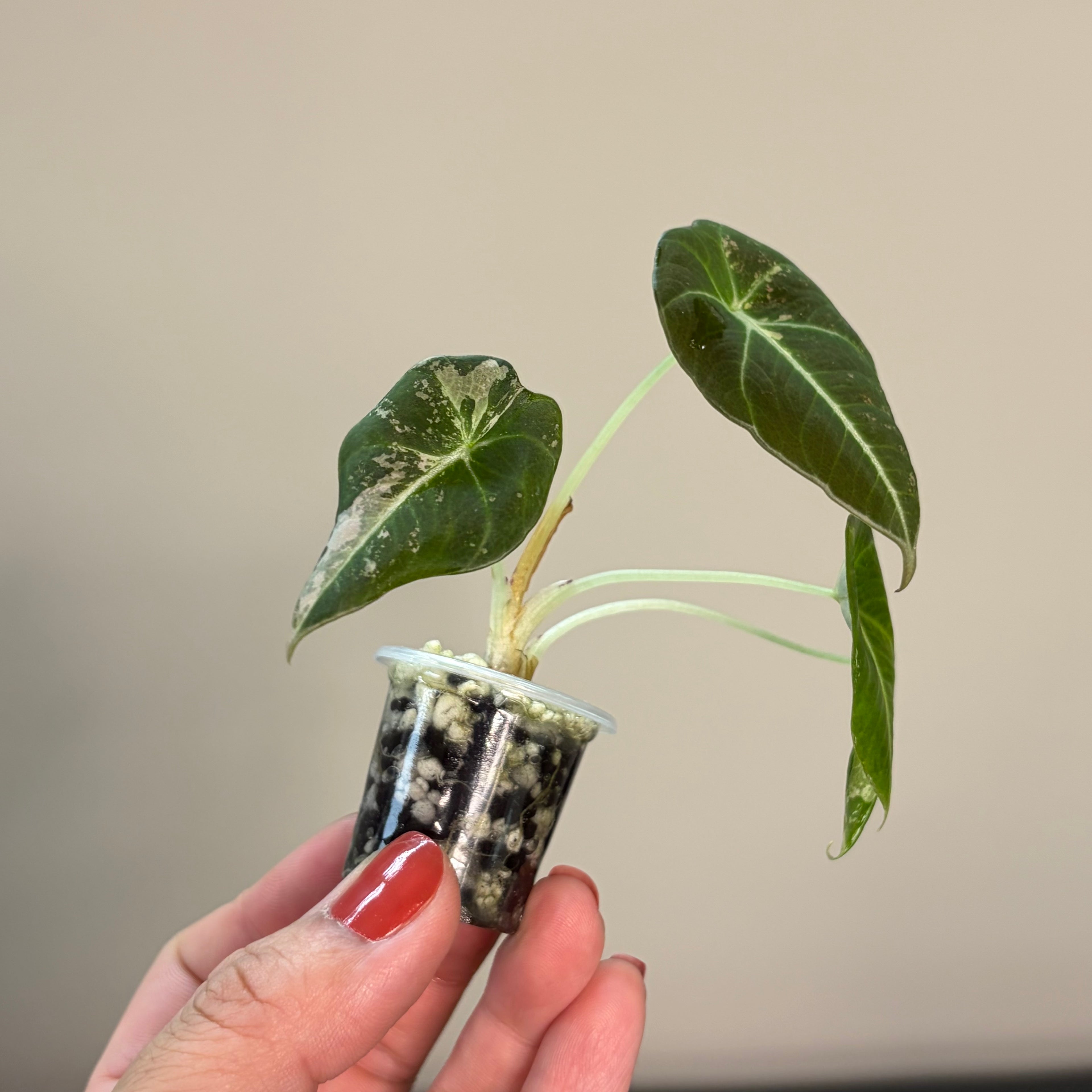 Alocasia Black velvet pink