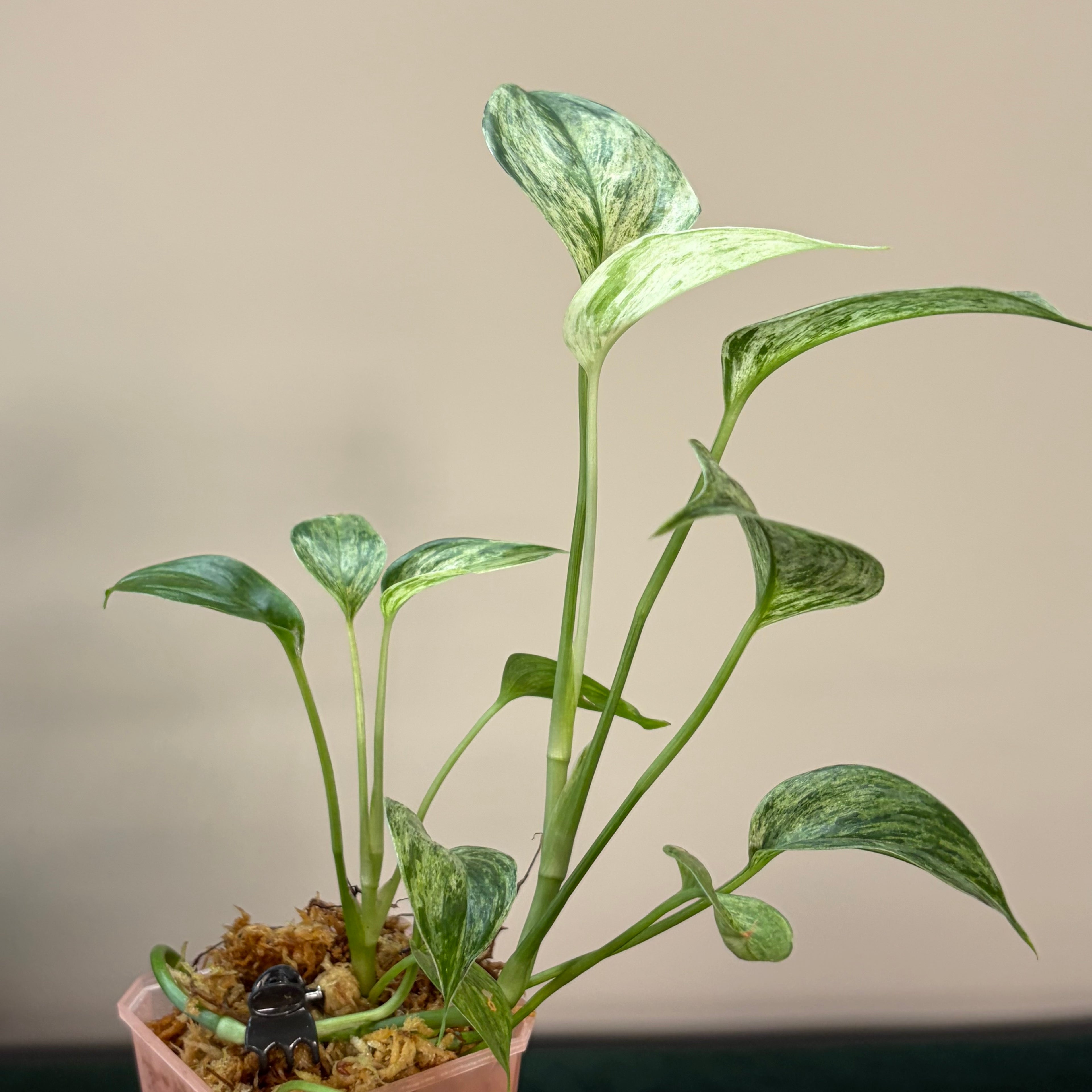 Scindapsus Sp. Salak Blue albo