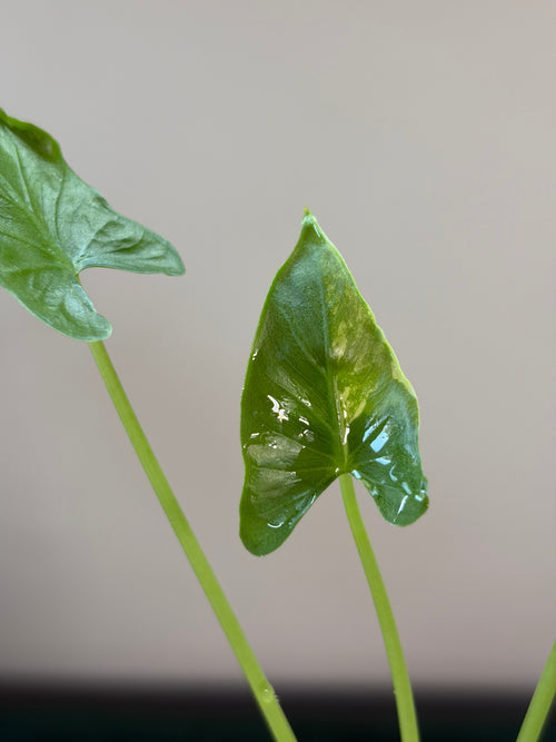 Alocasia Cucullata crinkles albo #1