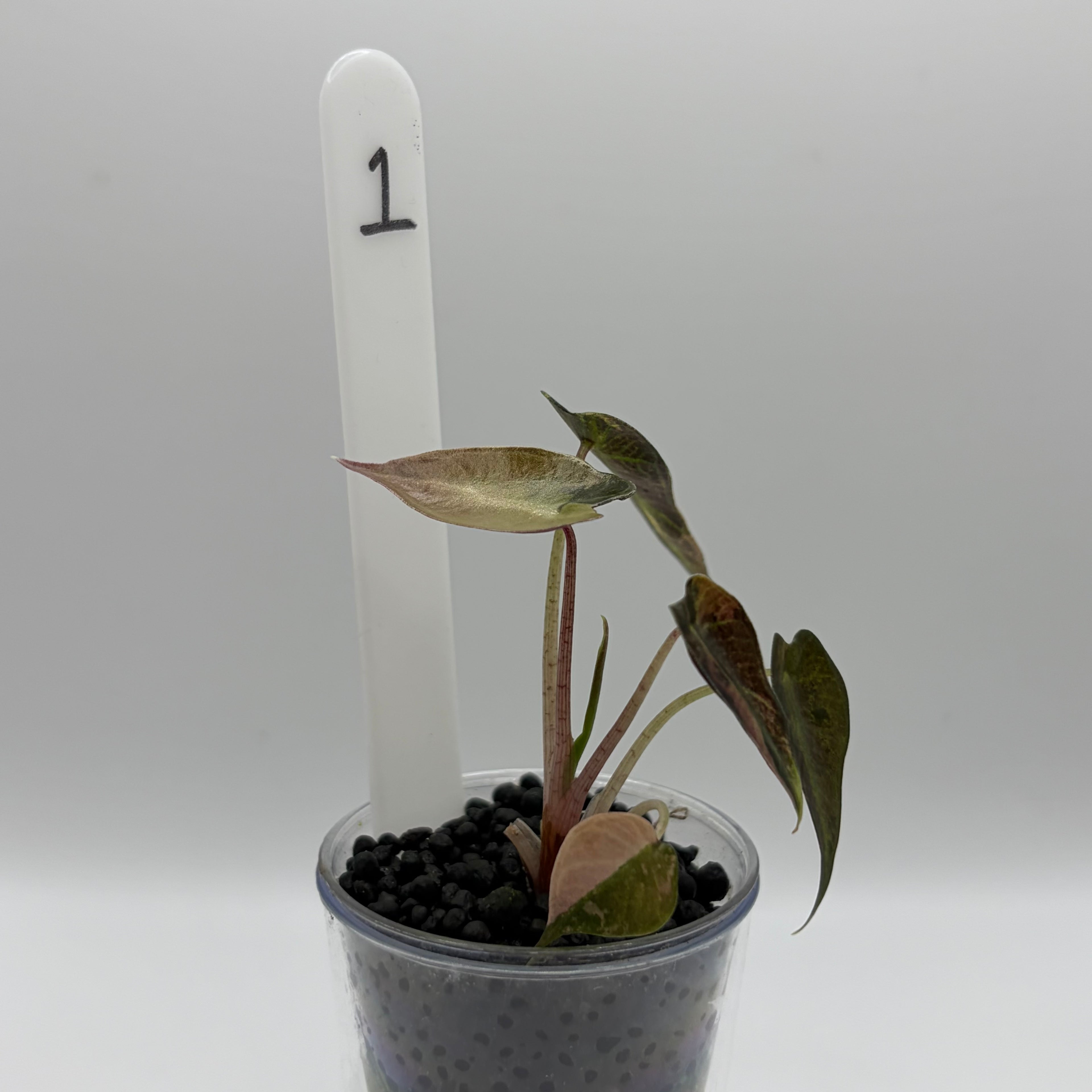 Alocasia Bambino aurea