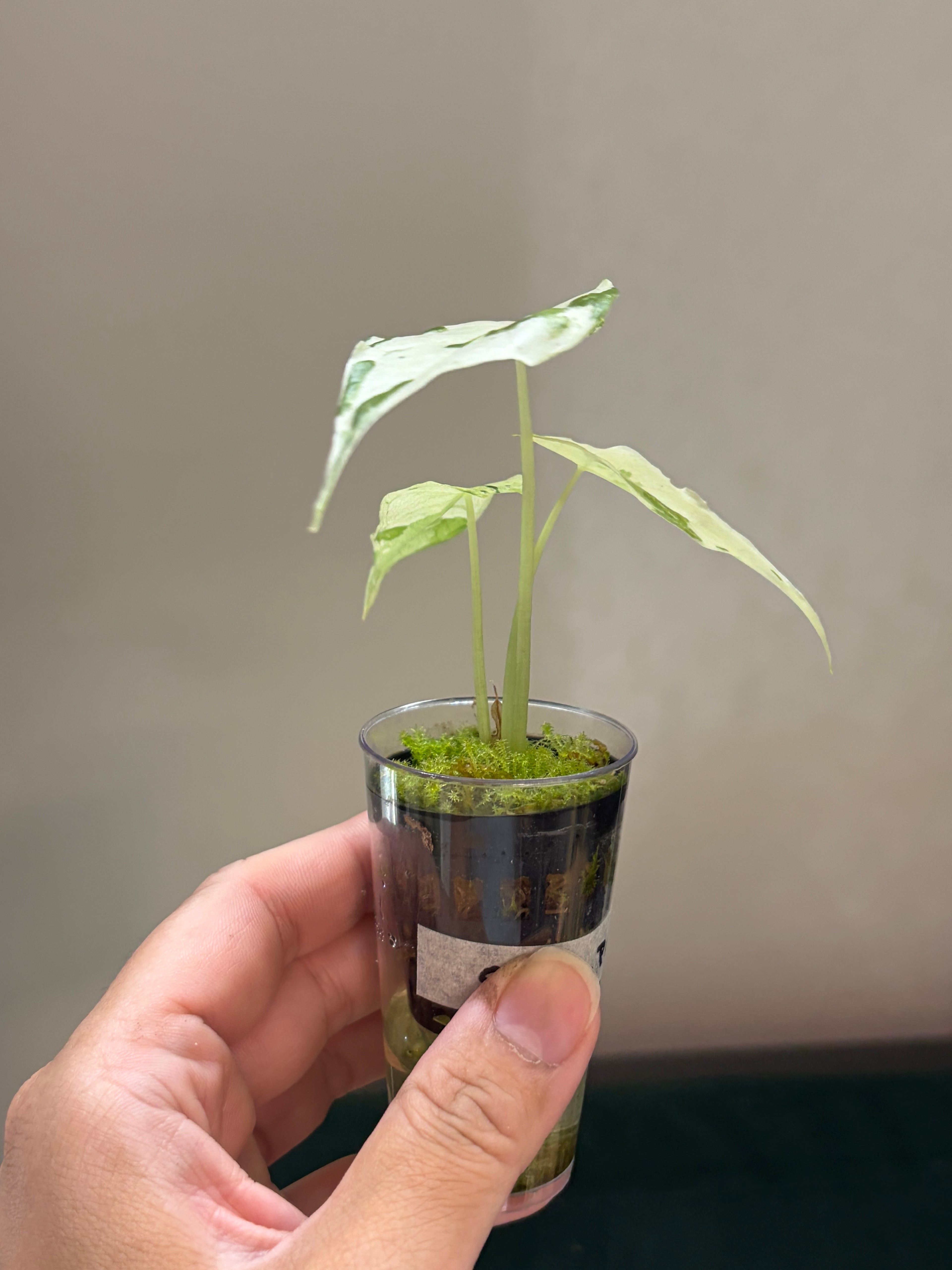 Alocasia Suhirmaniana albo/pink