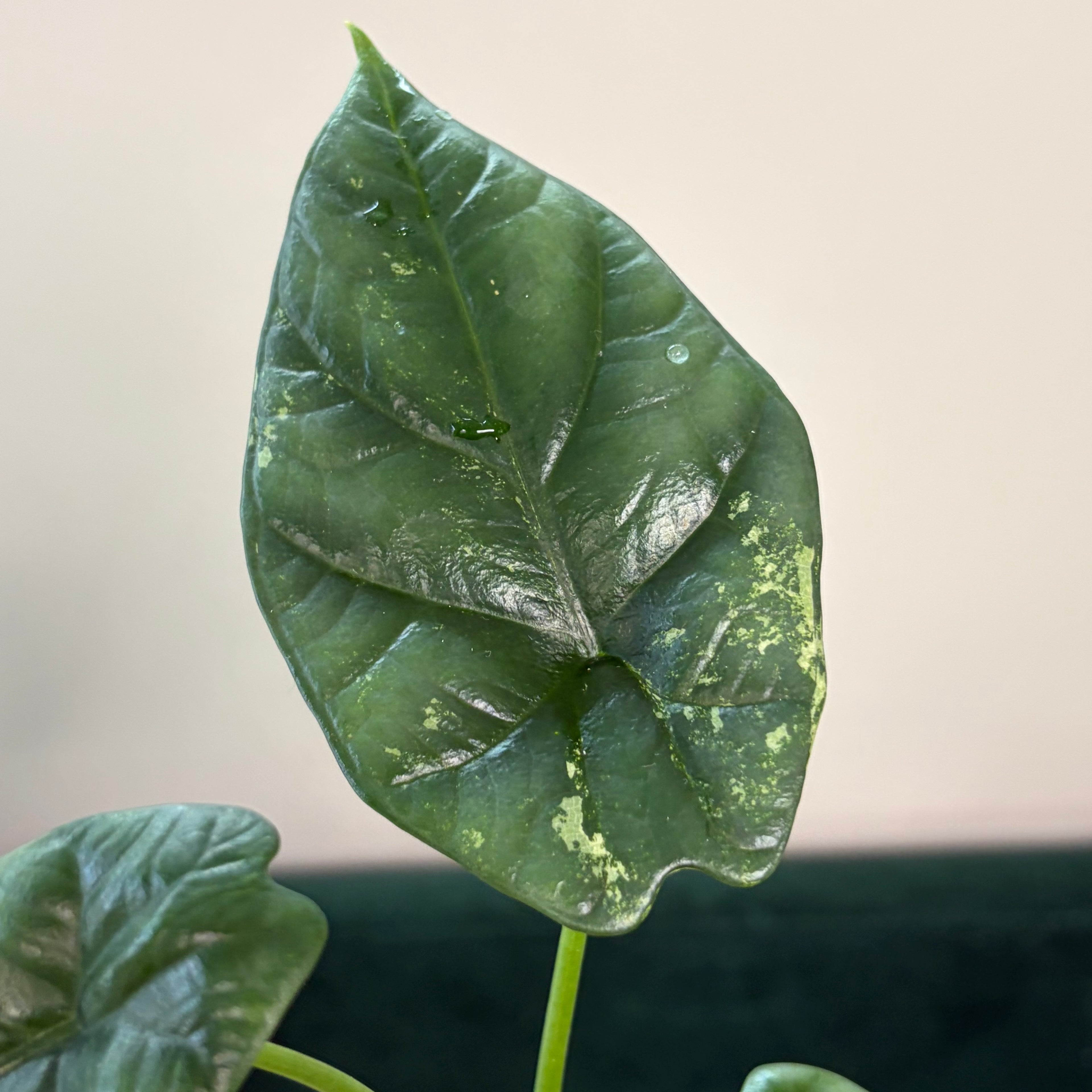 Alocasia Sinuata albo #1