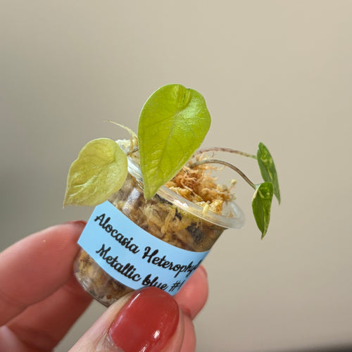 Alocasia 'Heterophylla' Metallic blue aurea #1