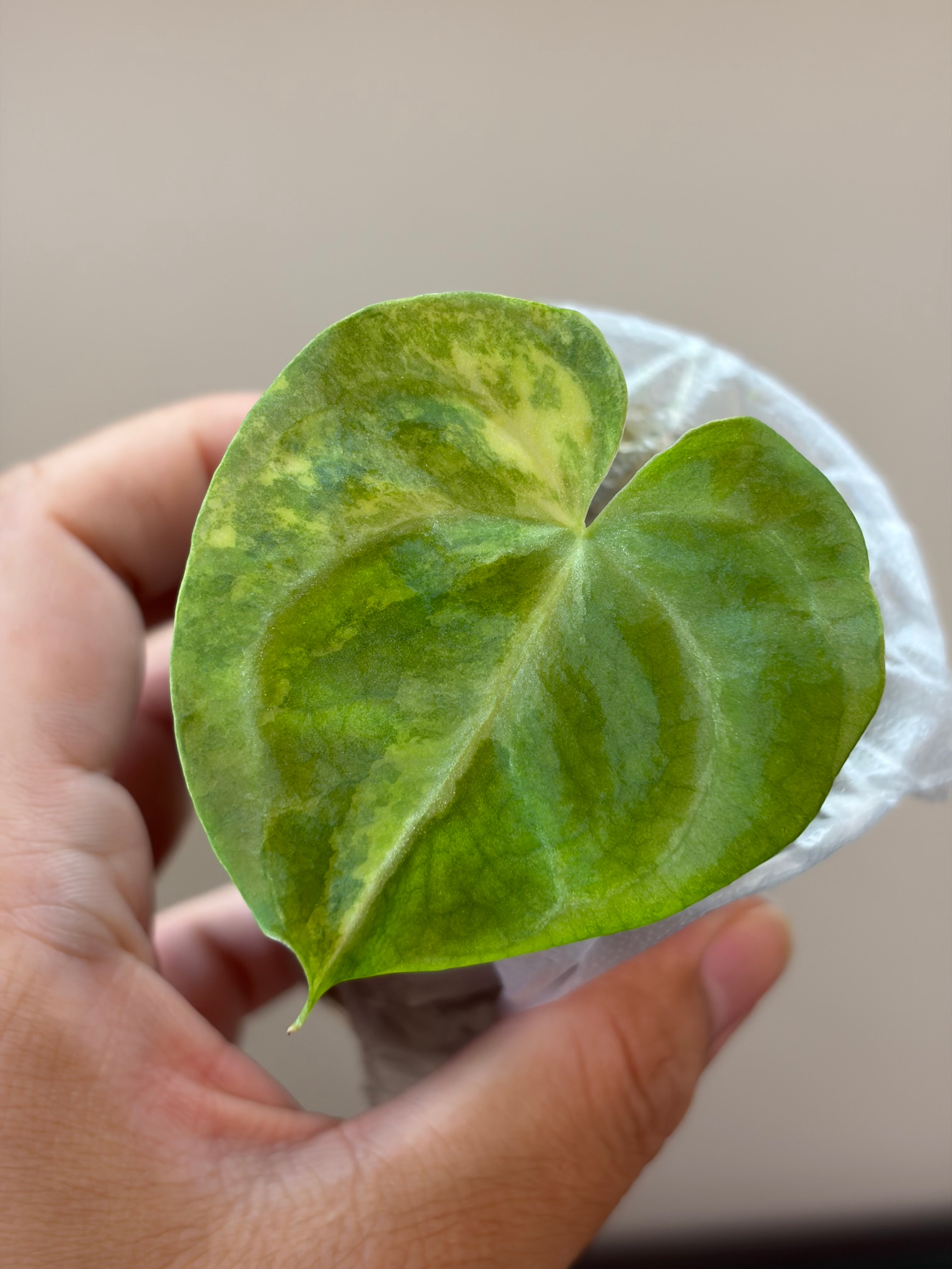 Anthurium (Papillilaminum x Crystallinum) x (Magnificum x Forgetti) #3