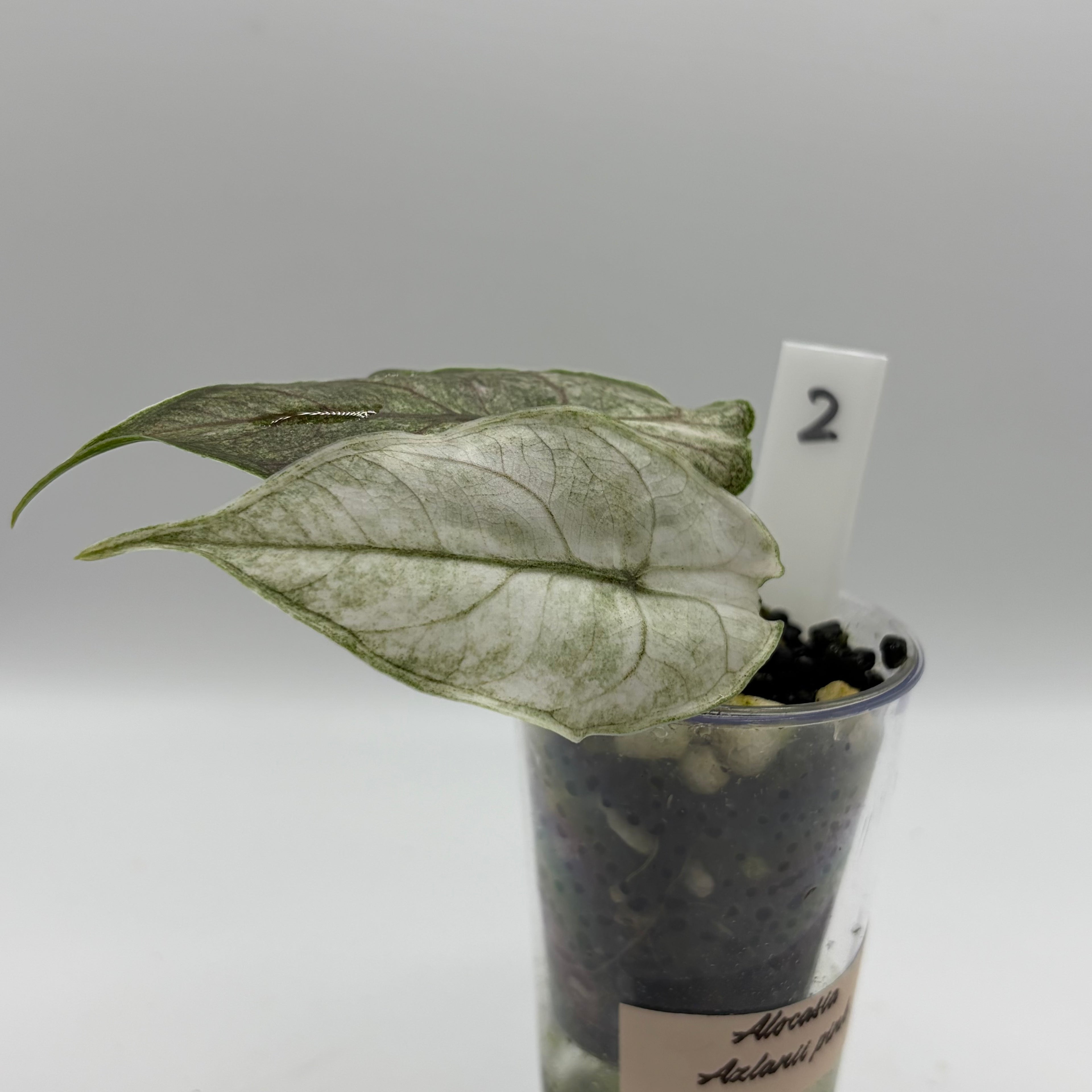 Alocasia Azlanii albo/pink #2