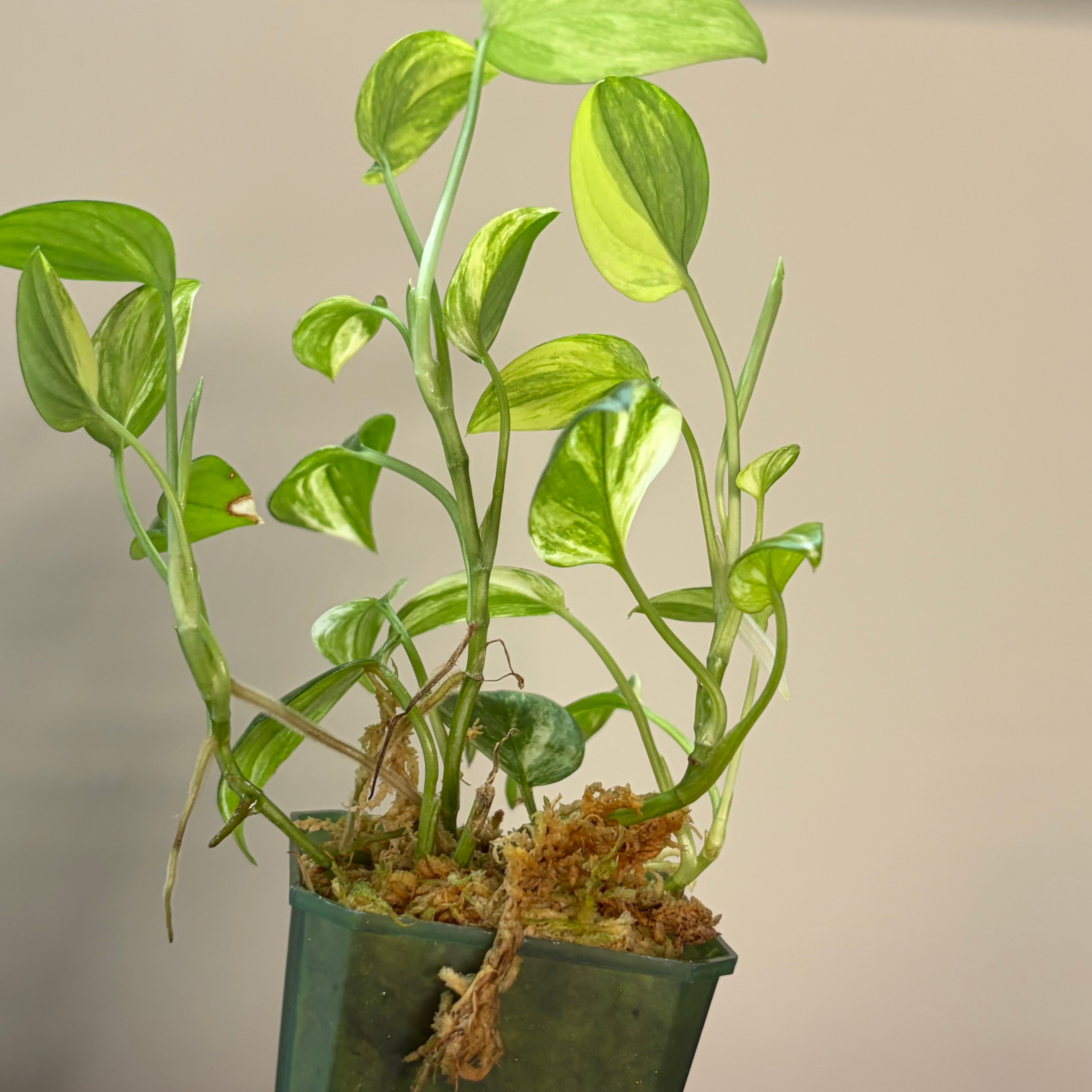 Scindapsus Blue aurea