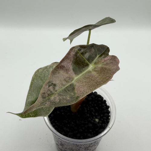 Alocasia Amazonica pink