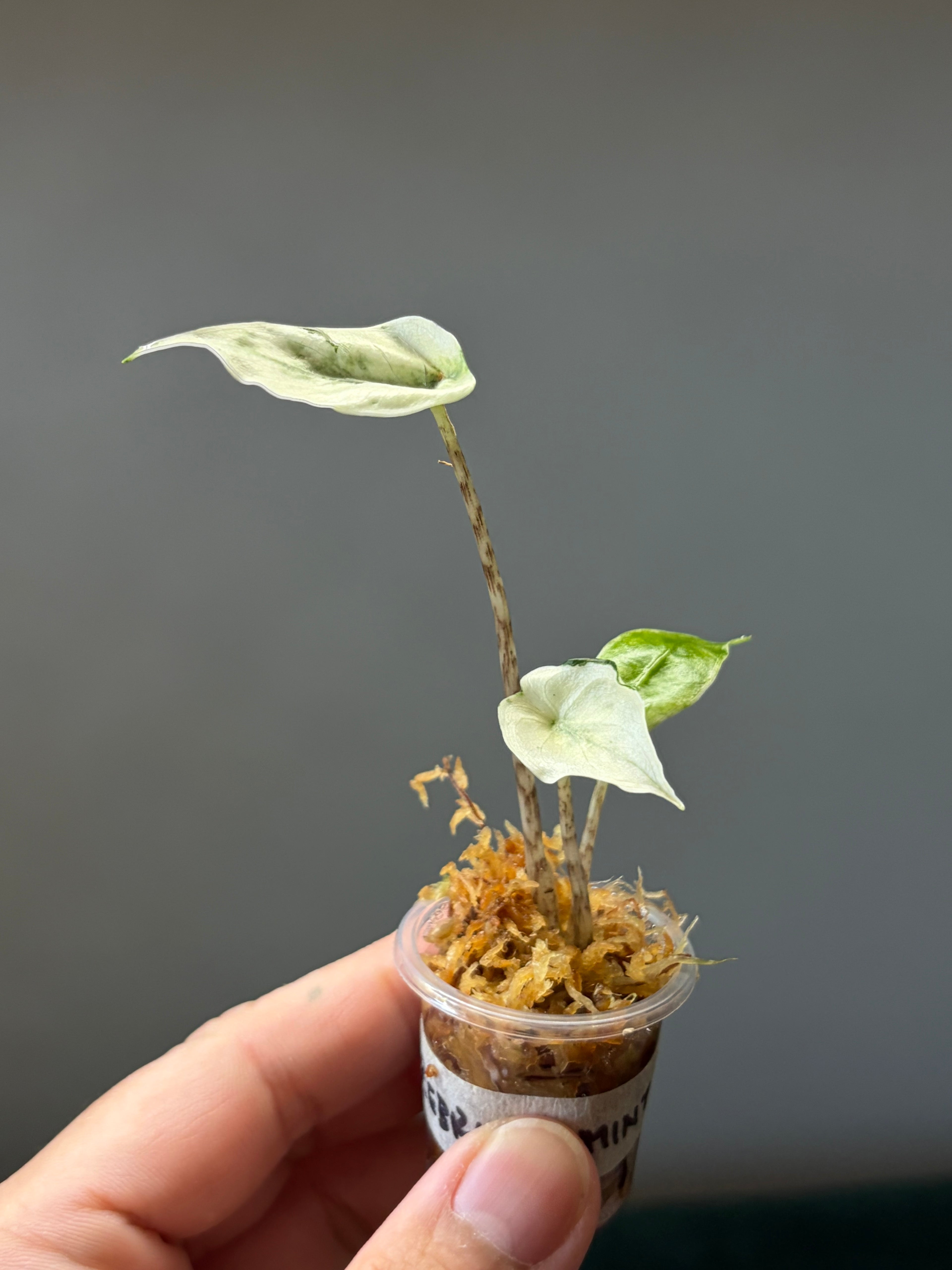 Alocasia Zebrina mint #3