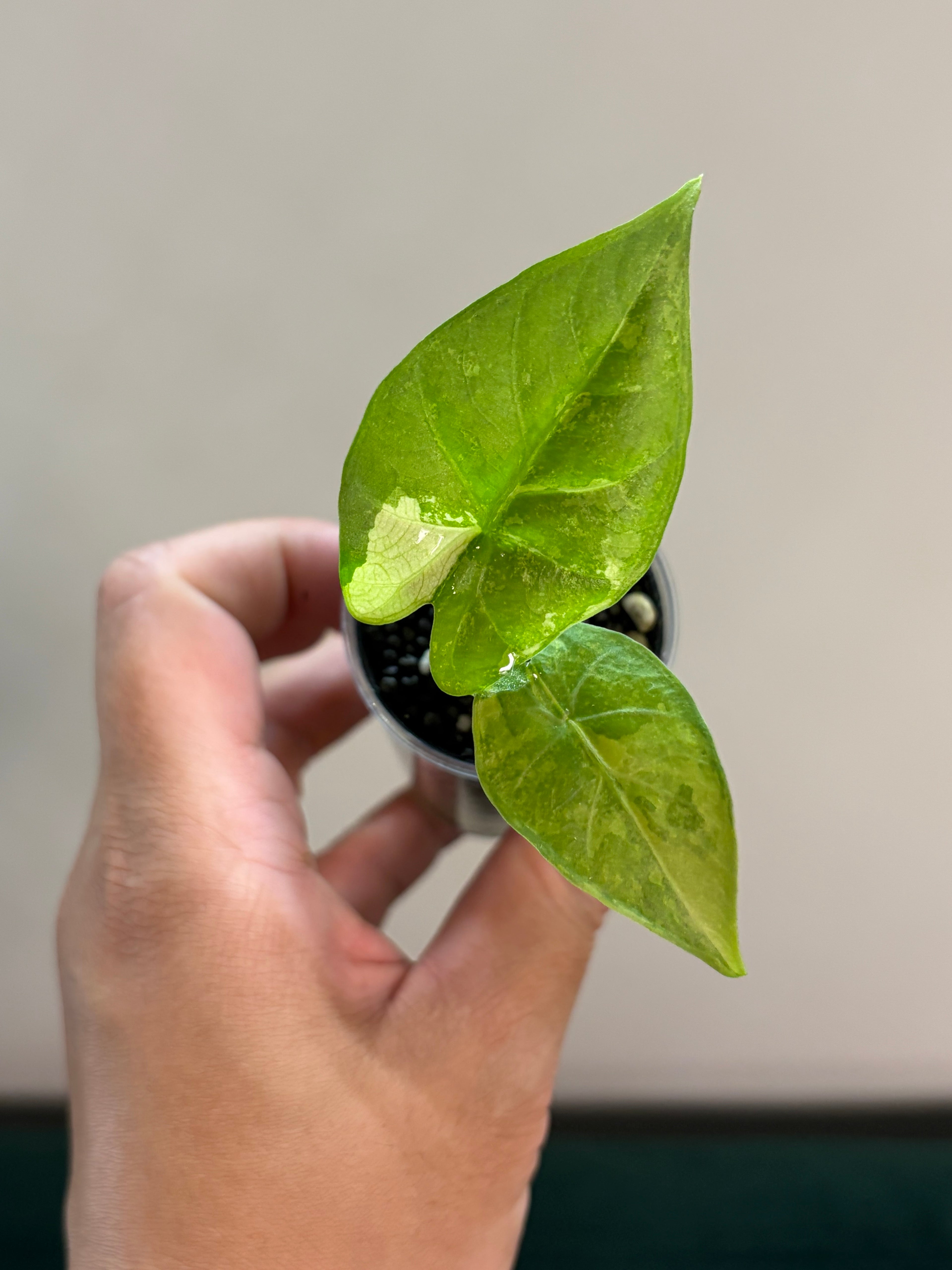 Alocasia Flemingiana variegata #1