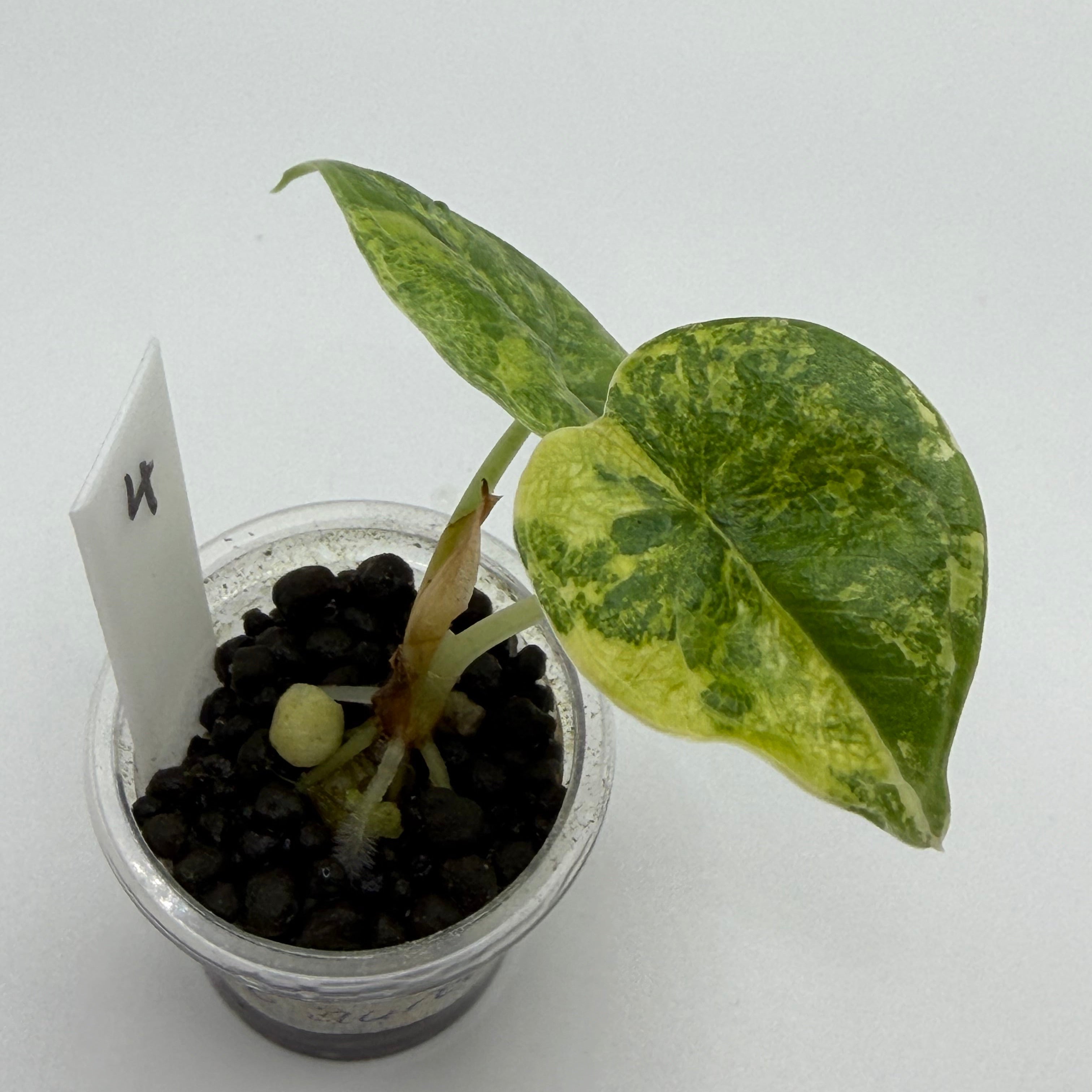 Alocasia Melo golden #4