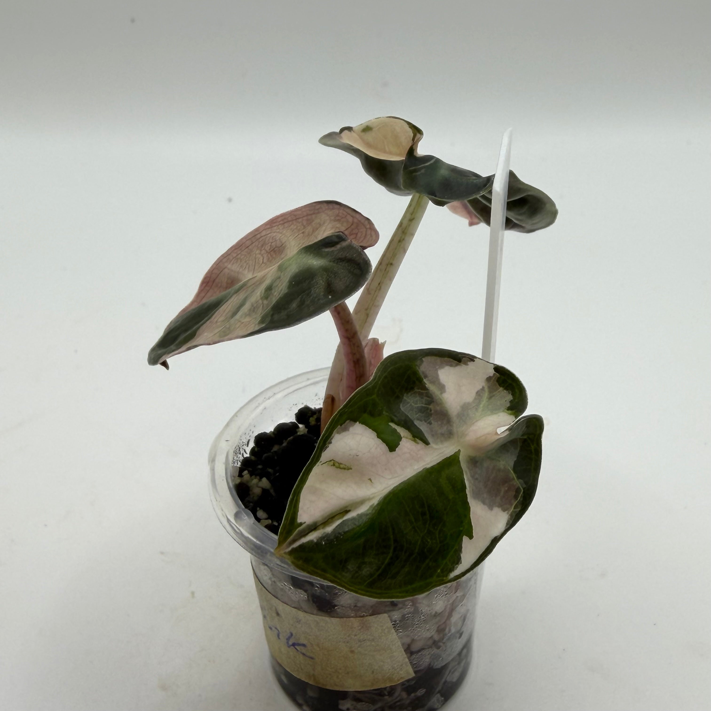 Alocasia Heart balloon pink #1