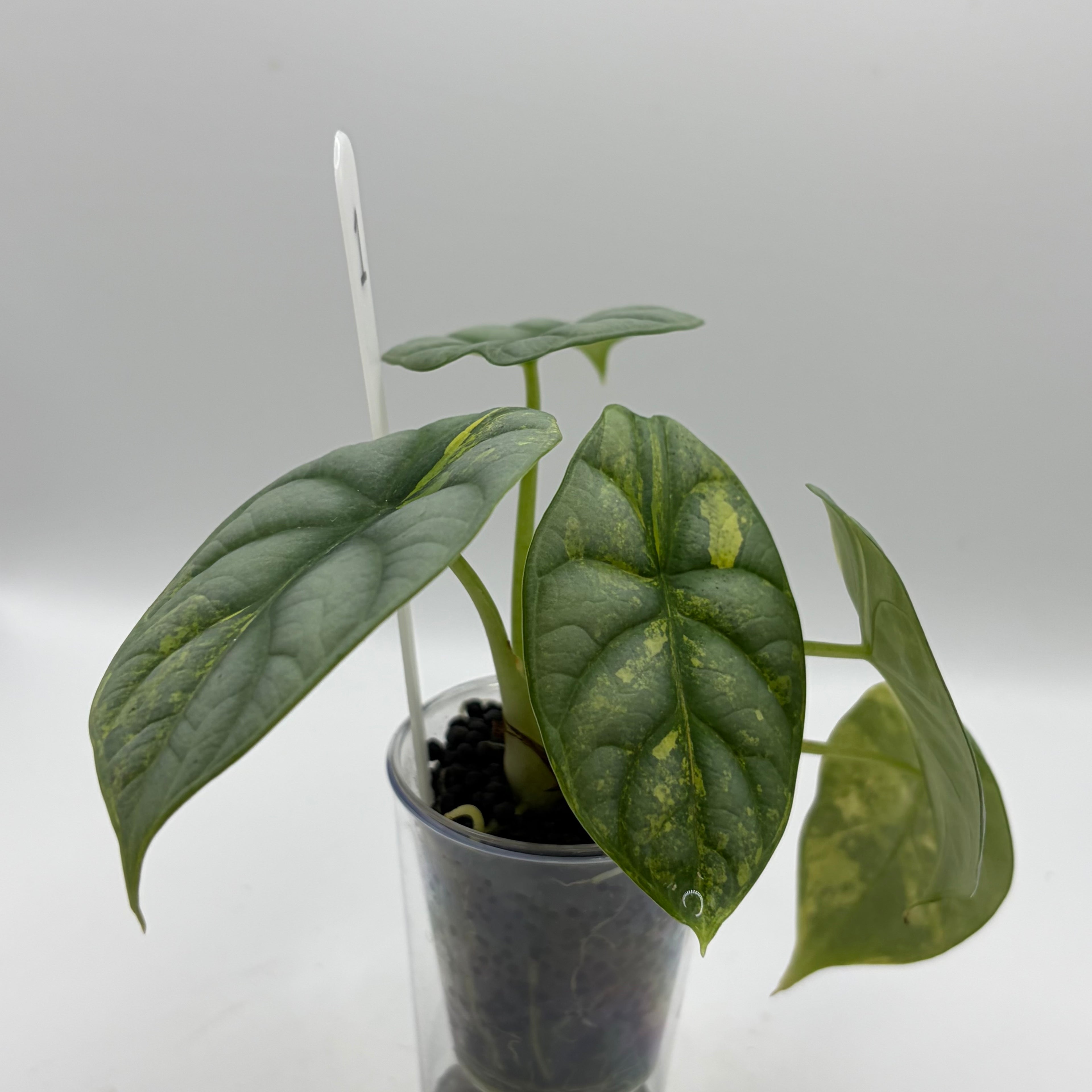 Alocasia Silver dragon aurea