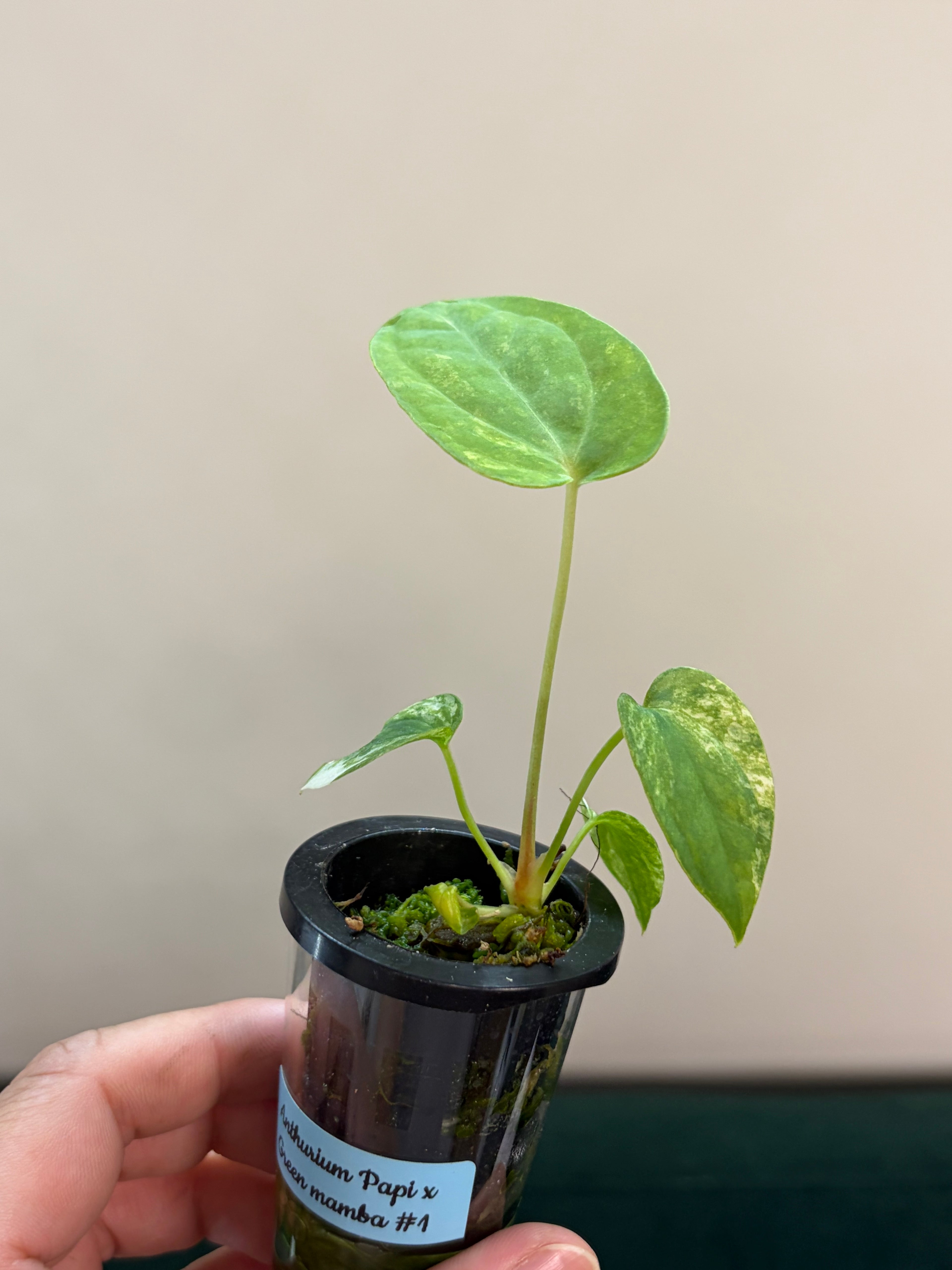 Anthurium Papillilaminum x Green mamba variegata #1