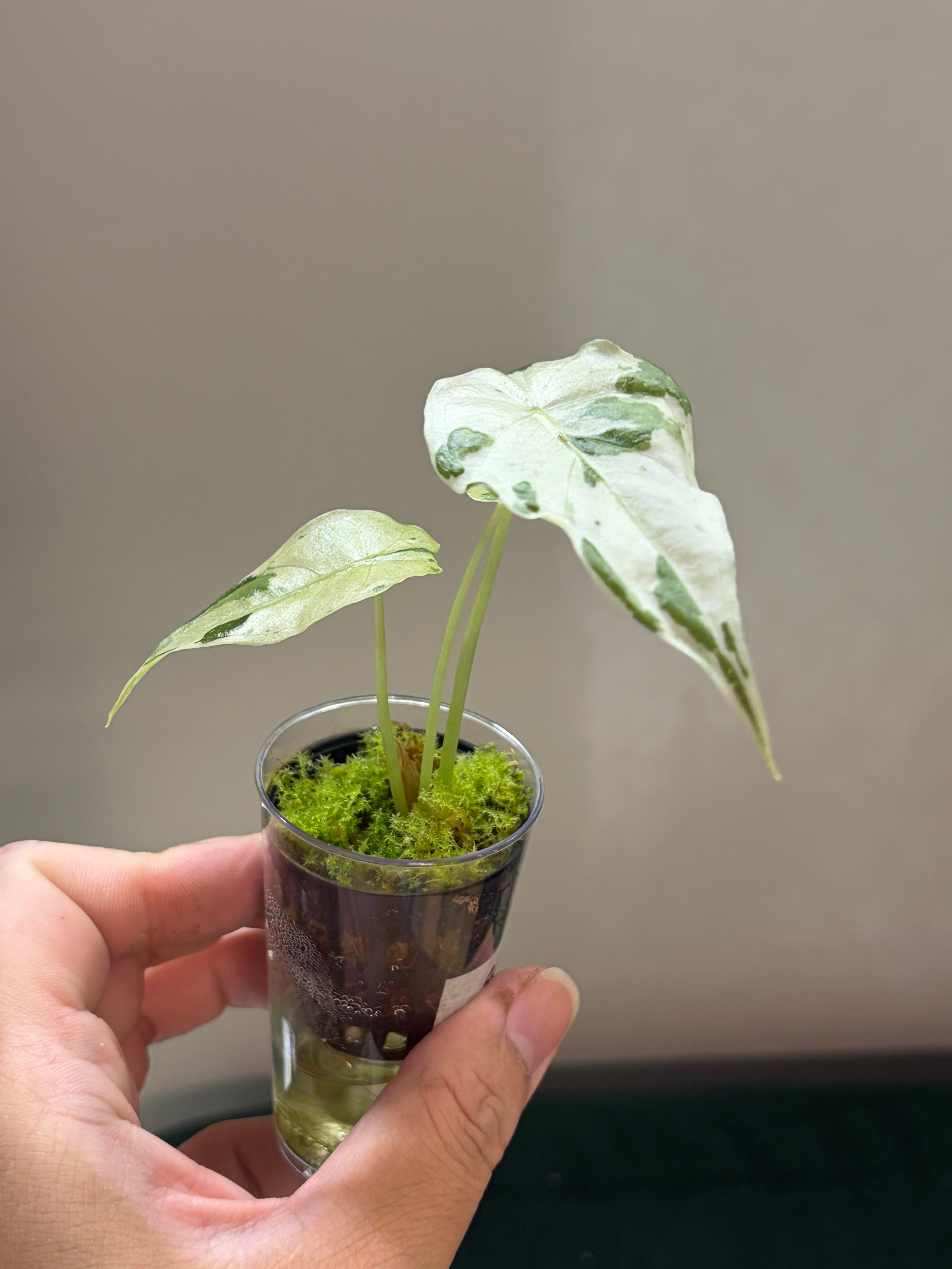Alocasia Suhirmaniana albo/pink