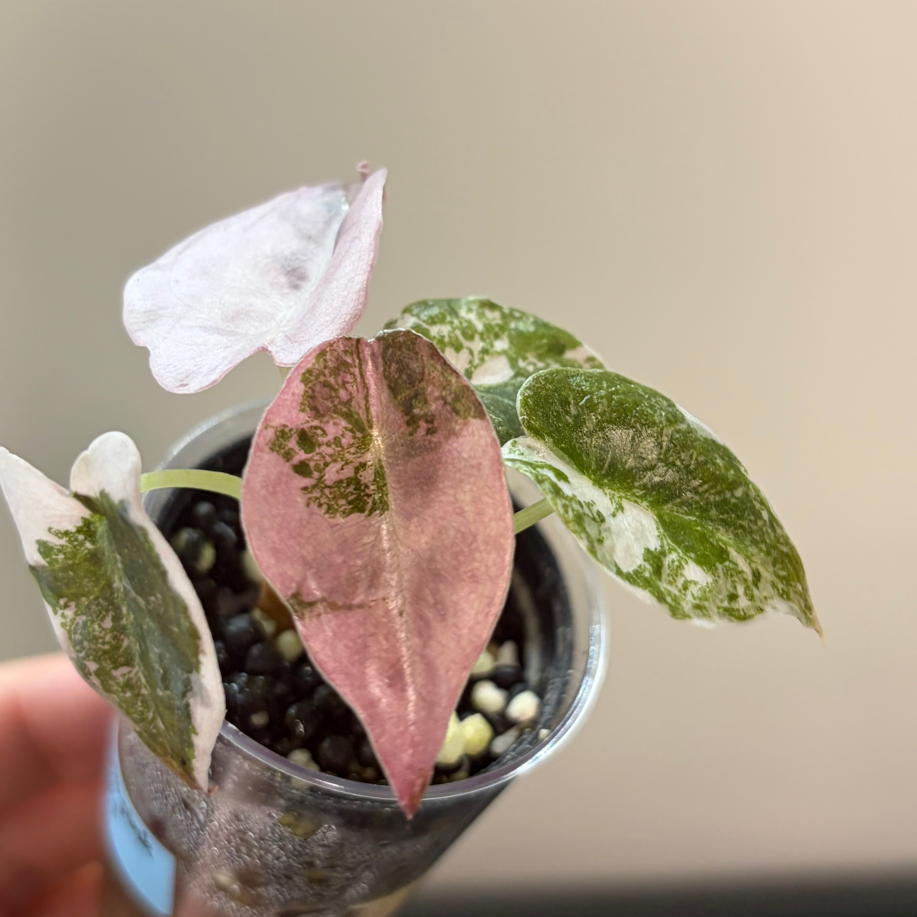 Alocasia Cuprea pink marble #1