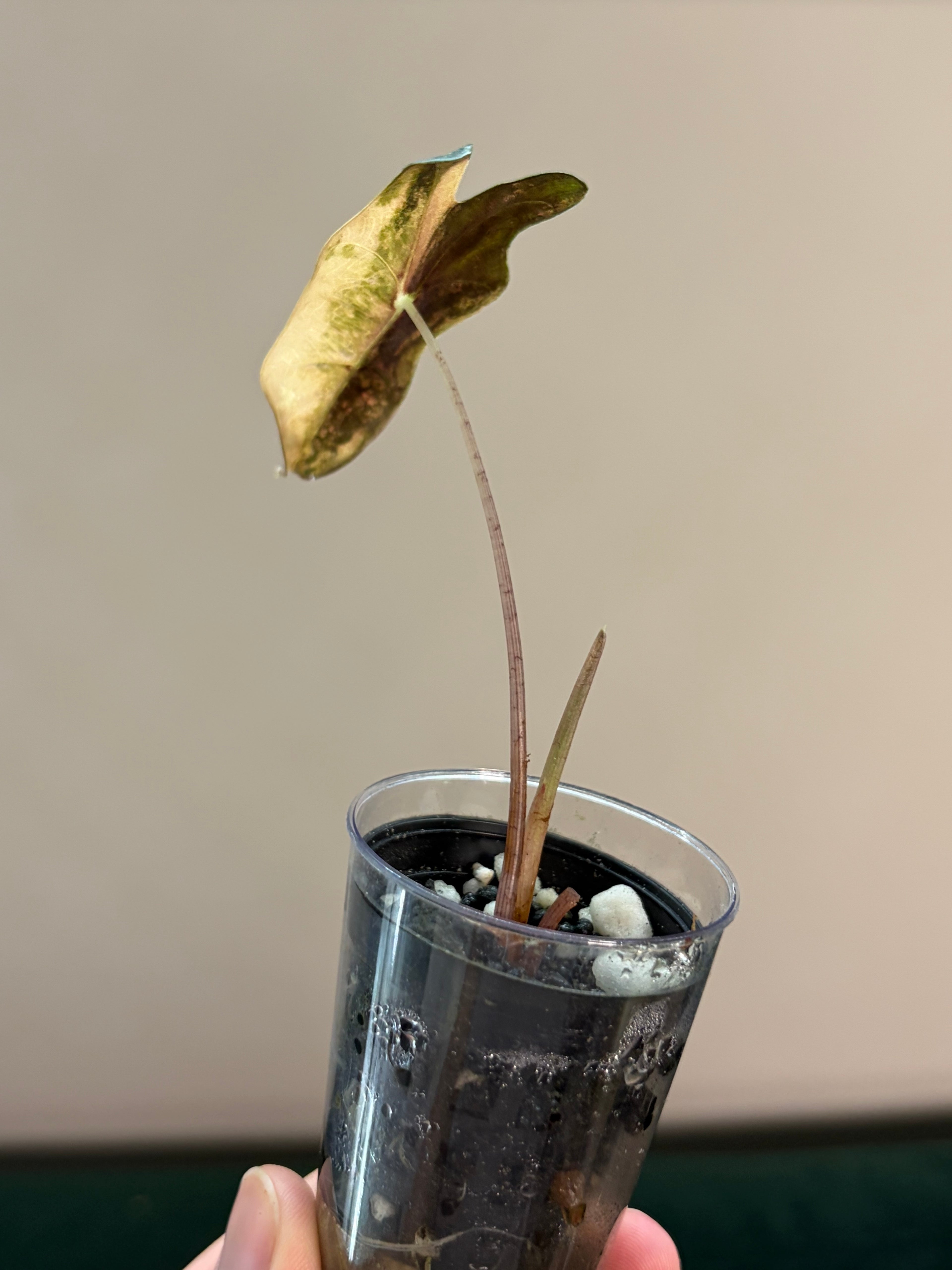 Alocasia Nobilis aurea #1