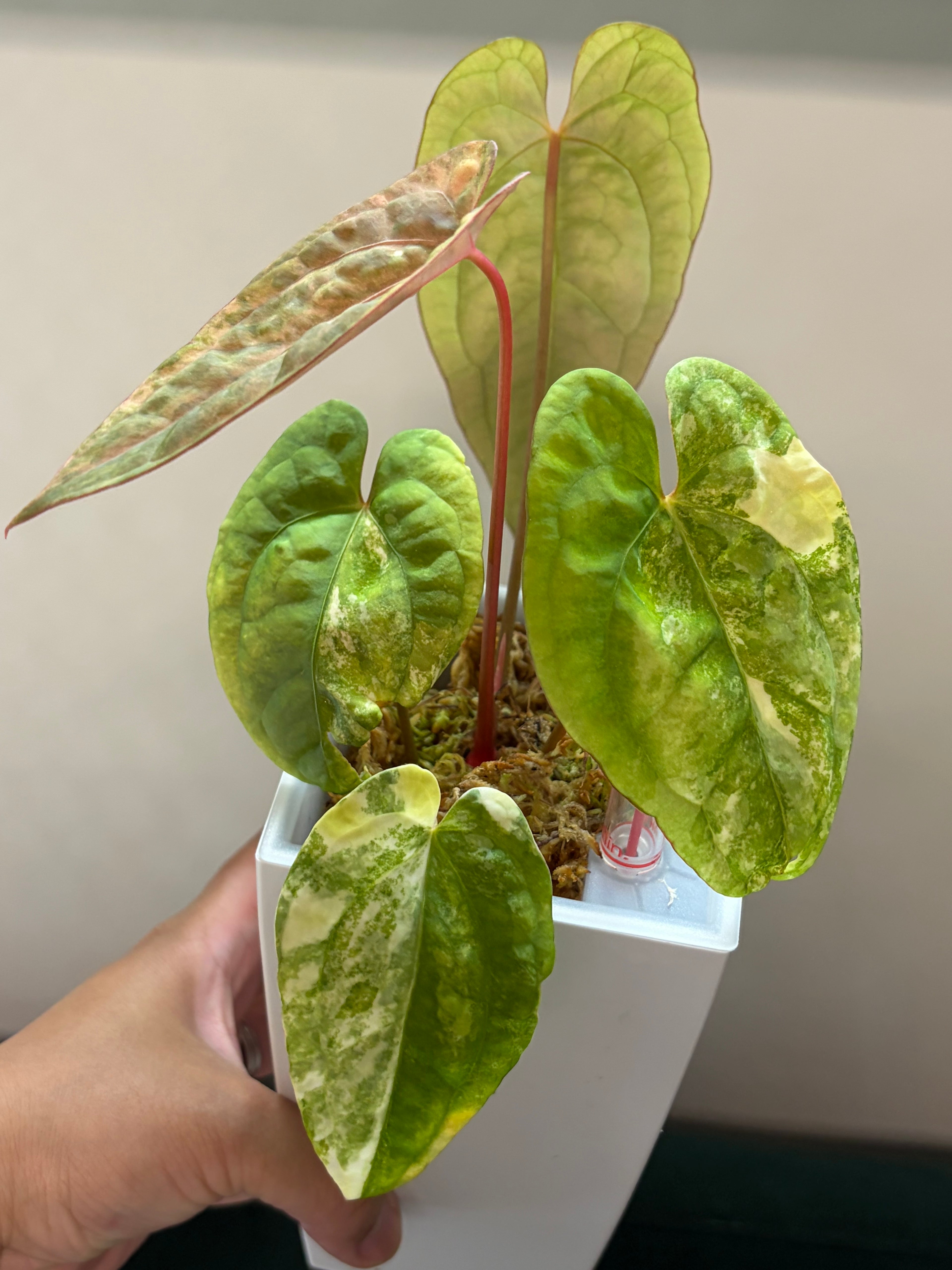 Anthurium Papillilaminum x Red Dark Pheonix (cutting)