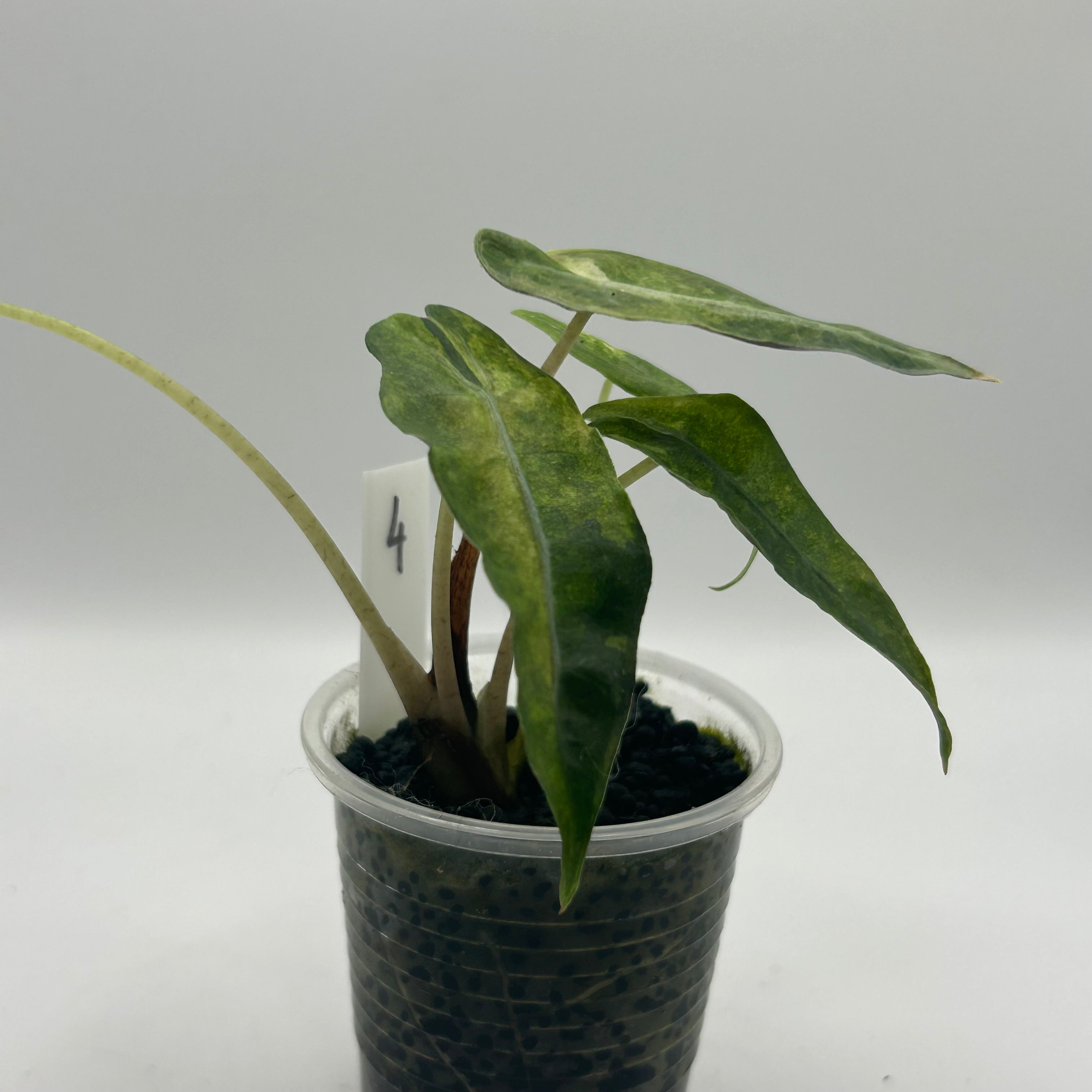 Alocasia Polly aurea splash