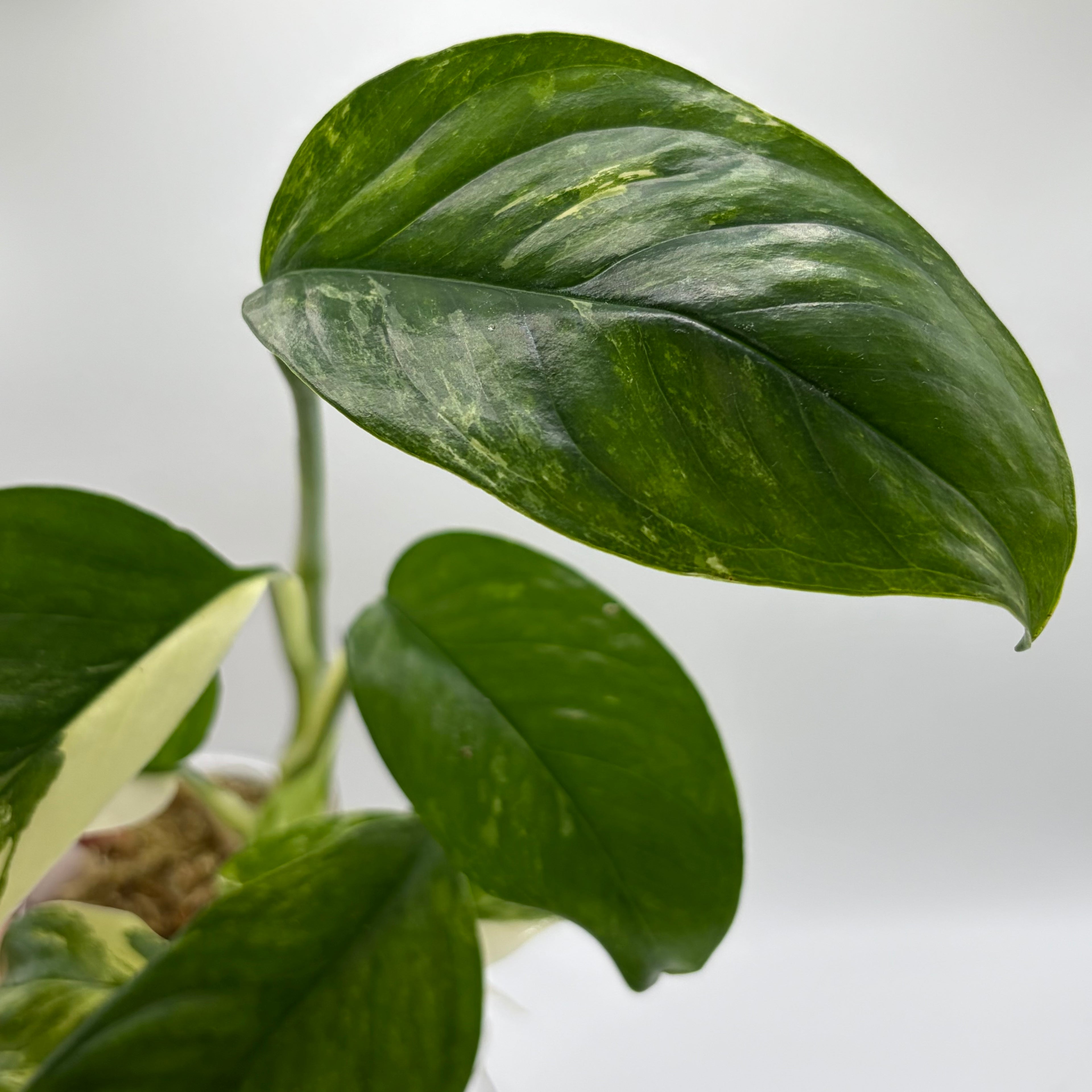 Monstera Lechleriana albo #3