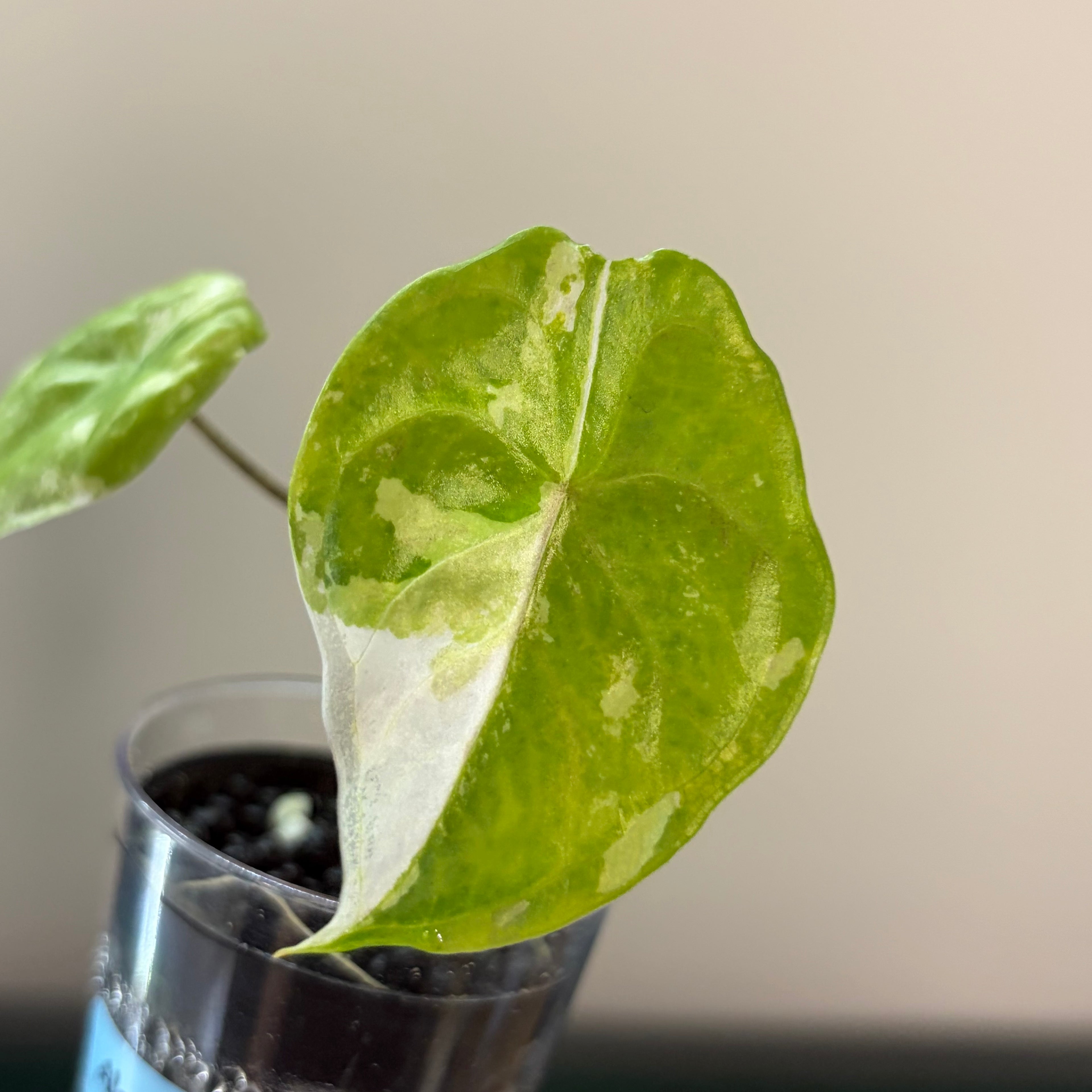 Alocasia Fornicata mint